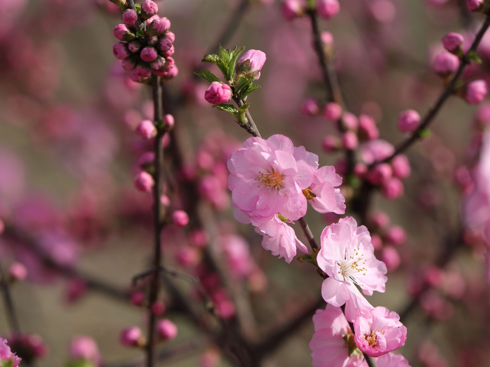 Canon EF 100mm F2.8L Macro IS USM sample photo. Flower, branch, cherry wood photography