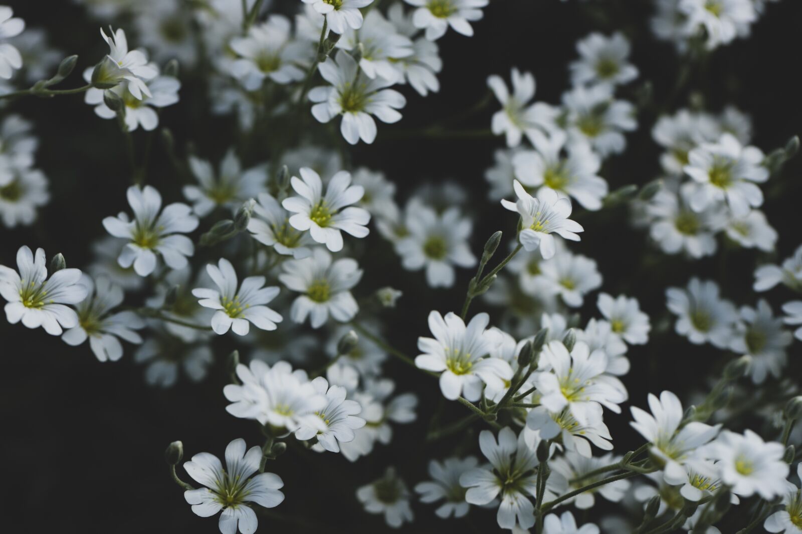 Canon EOS R sample photo. Flower, summer, nature photography