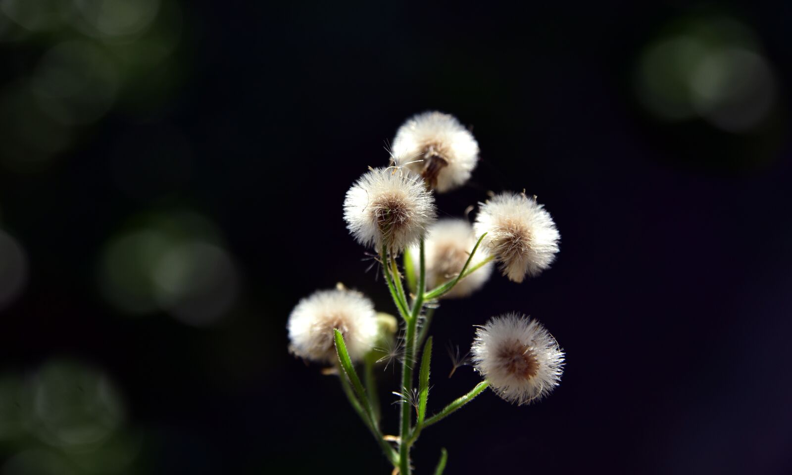 Nikon D750 sample photo. Flying seeds, plant, close photography