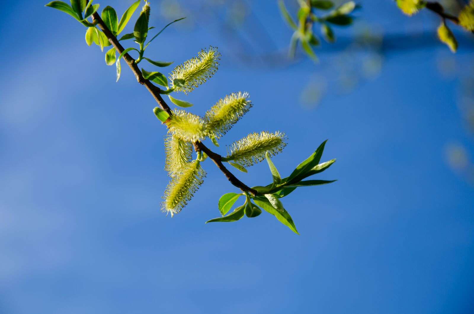 Nikon D7000 sample photo. Spring, pasture, fluffy photography