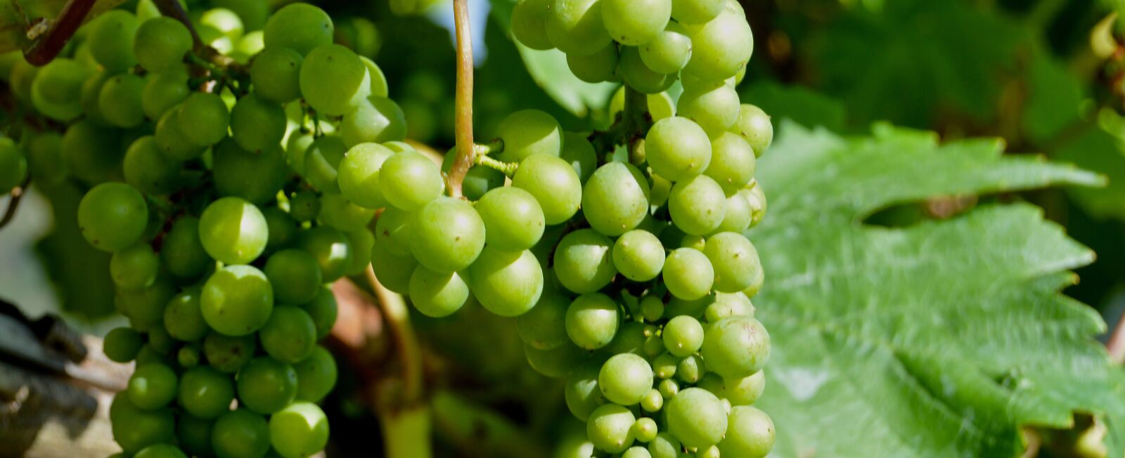Nikon D3200 sample photo. Grapes, detail, berries photography