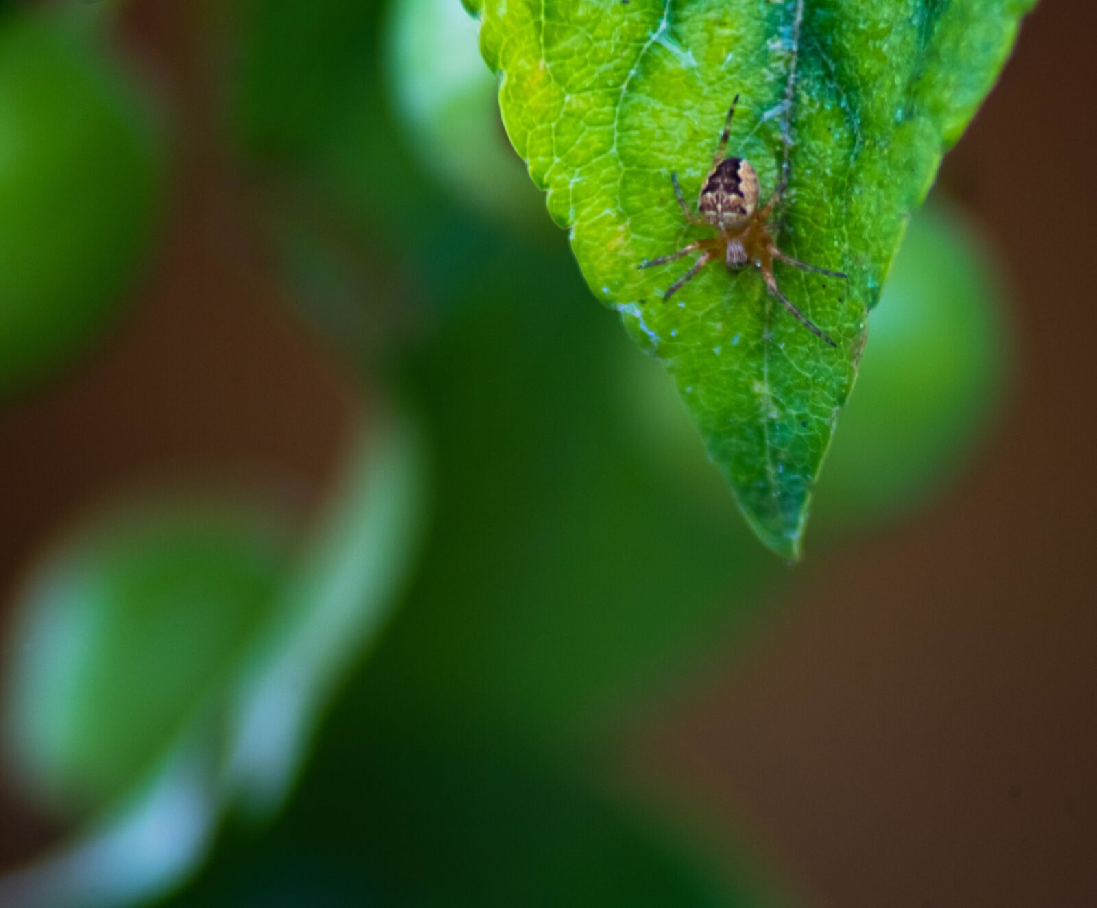 Nikon D850 sample photo. Isolated on white, poisonous photography