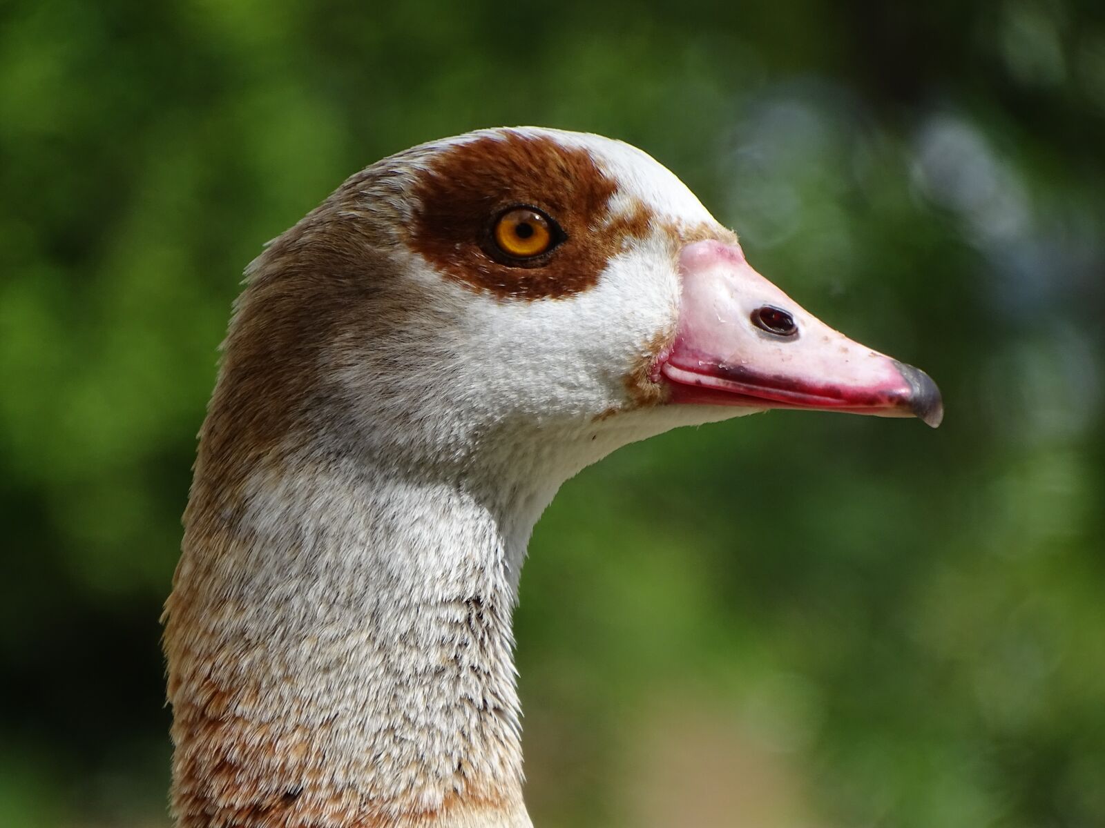 Sony Cyber-shot DSC-HX400V sample photo. Nilgans, macro, view photography