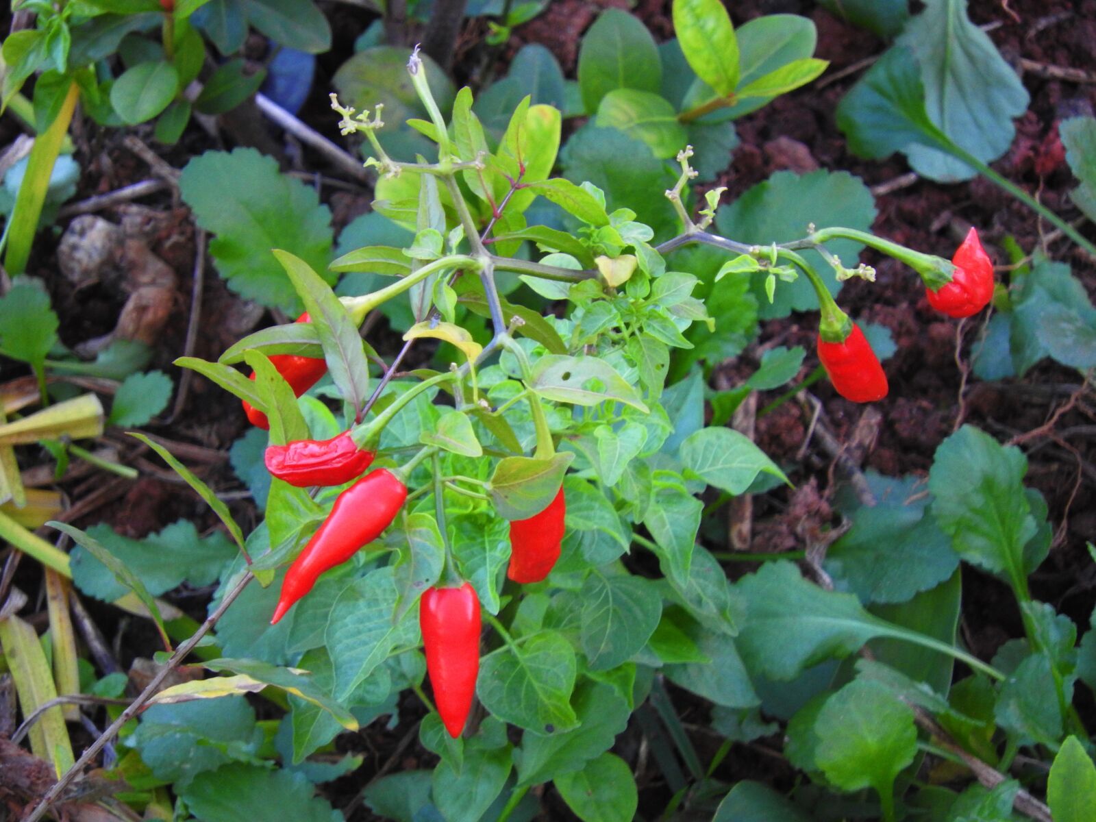 Nikon Coolpix P610 sample photo. Pepper, garden, chili finger photography