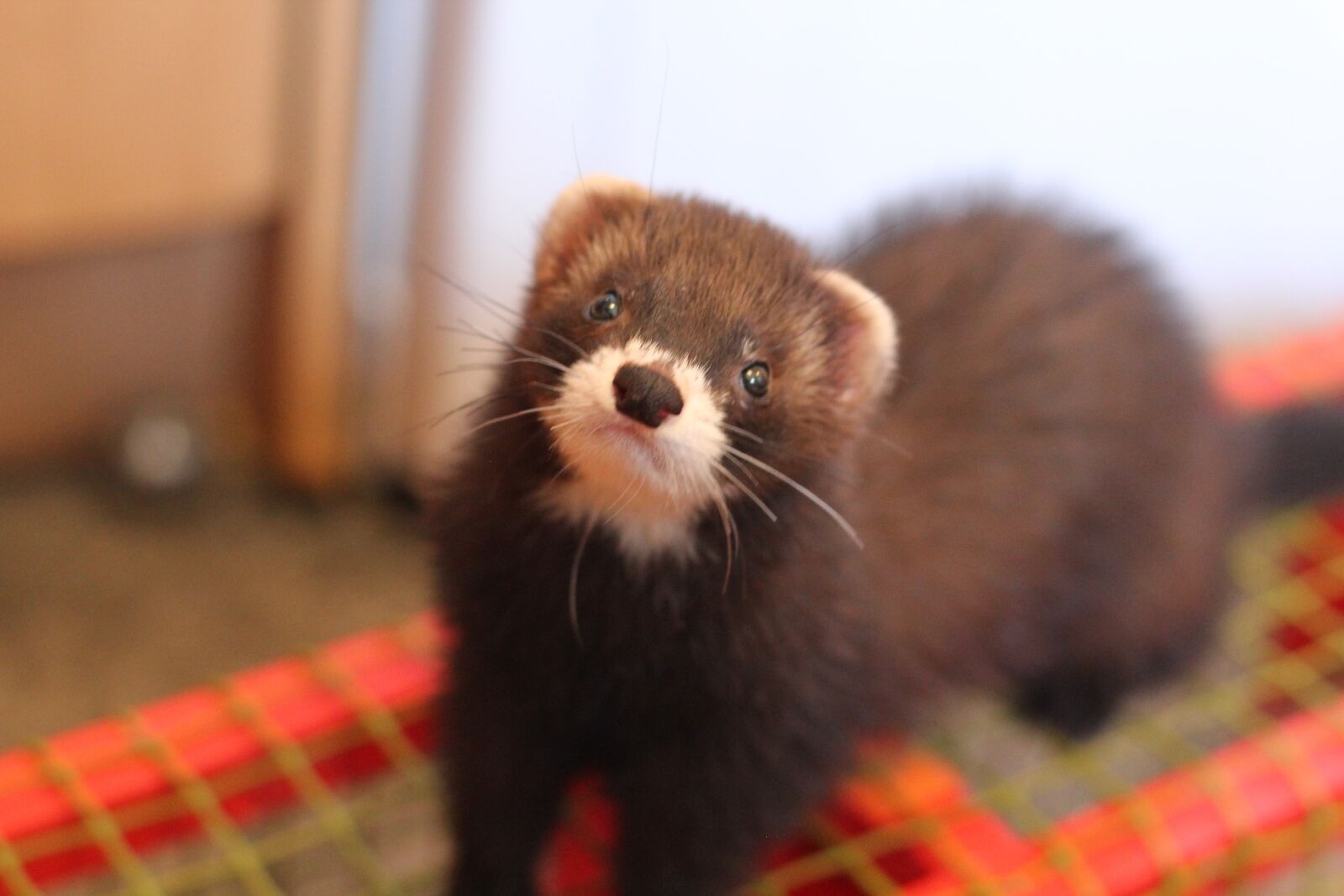 Canon EOS 550D (EOS Rebel T2i / EOS Kiss X4) sample photo. Ferret, mustelids, pet photography