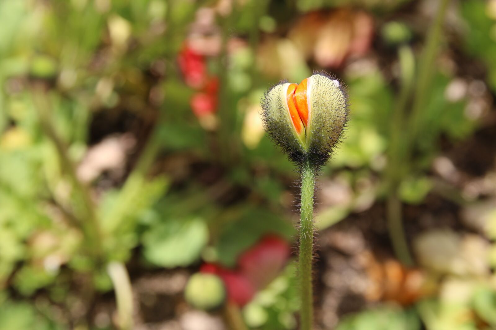 Canon EOS 7D Mark II sample photo. Poppy, yanggwibikkot, spring photography