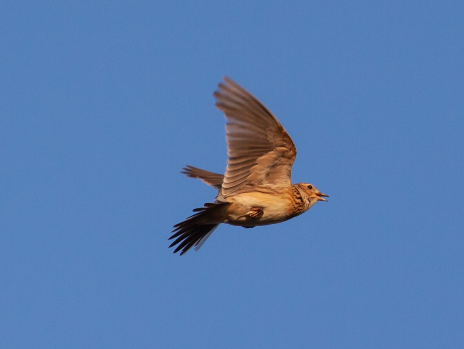 Canon EOS 5D Mark II sample photo. Skylark, song bird, songbird photography