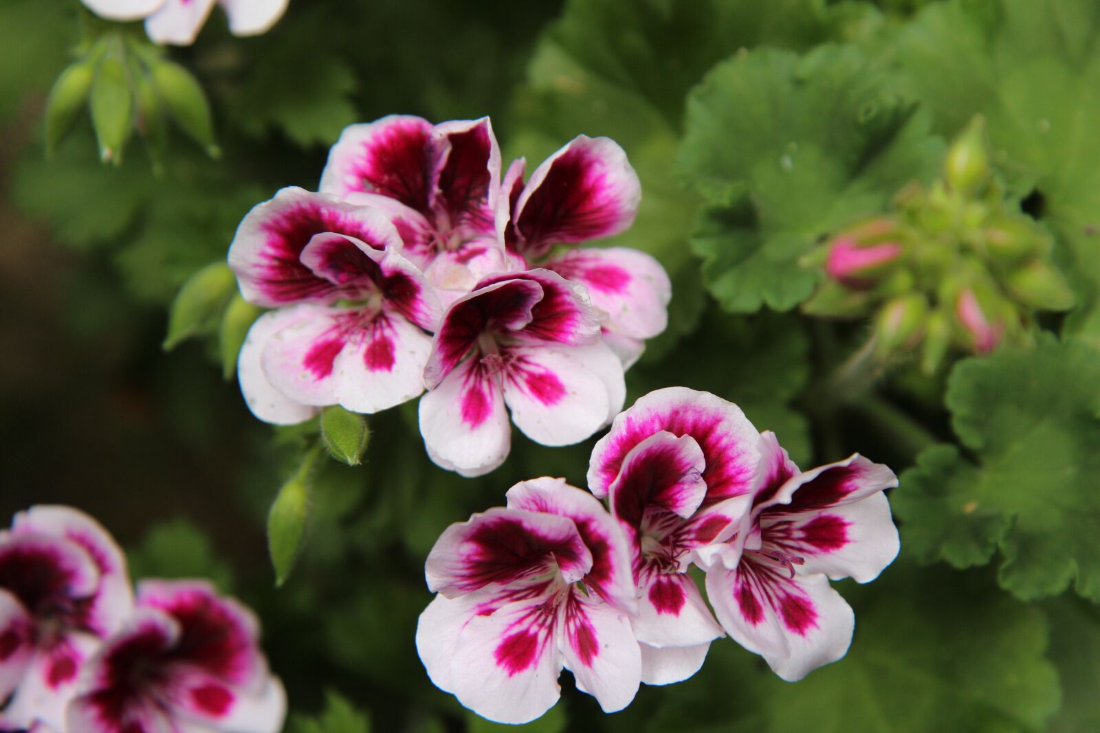 Canon EOS 600D (Rebel EOS T3i / EOS Kiss X5) sample photo. Geranium, pelargonium, flowers photography