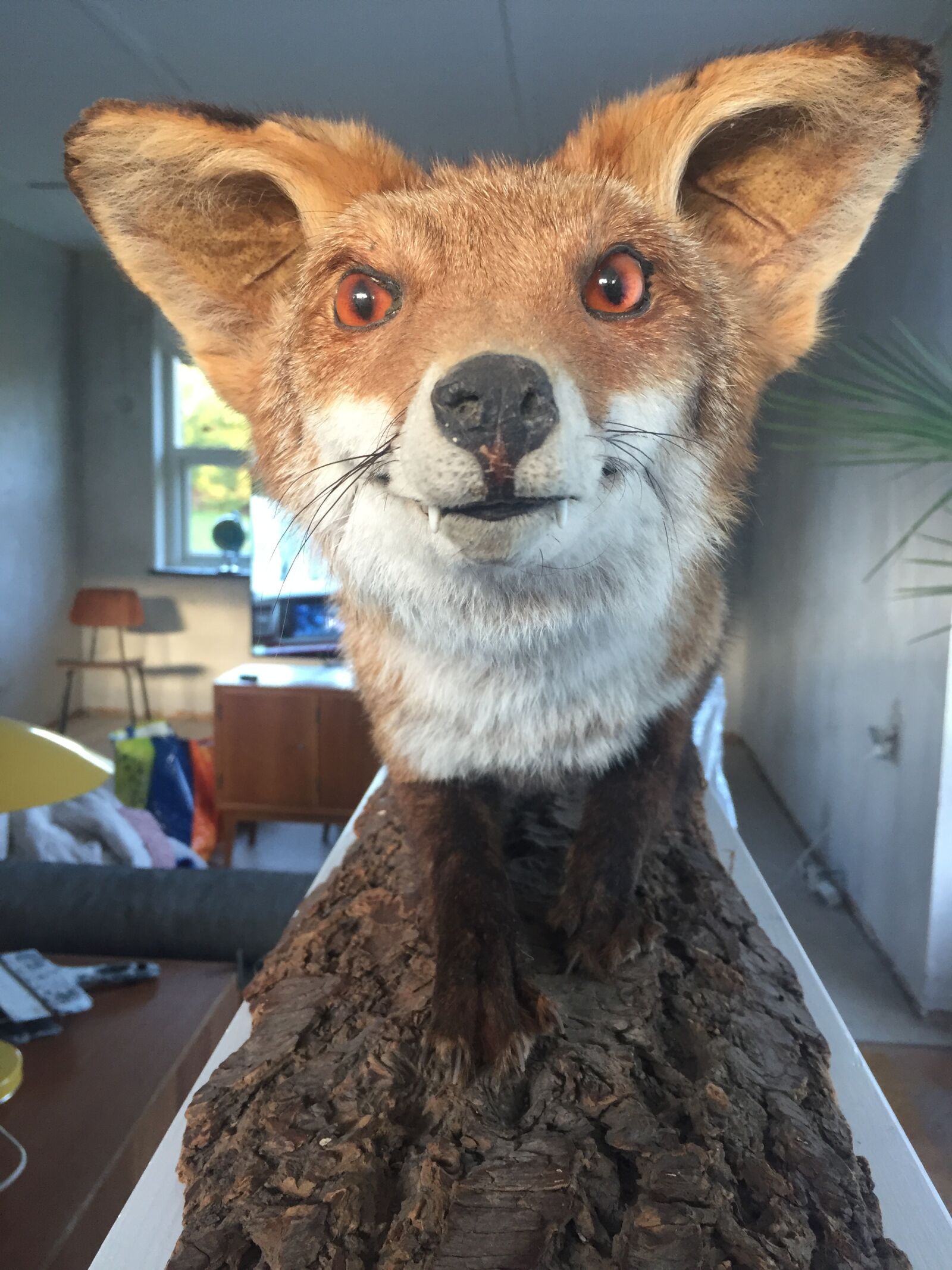 iPhone 6 back camera 4.15mm f/2.2 sample photo. Stuffed, fox photography