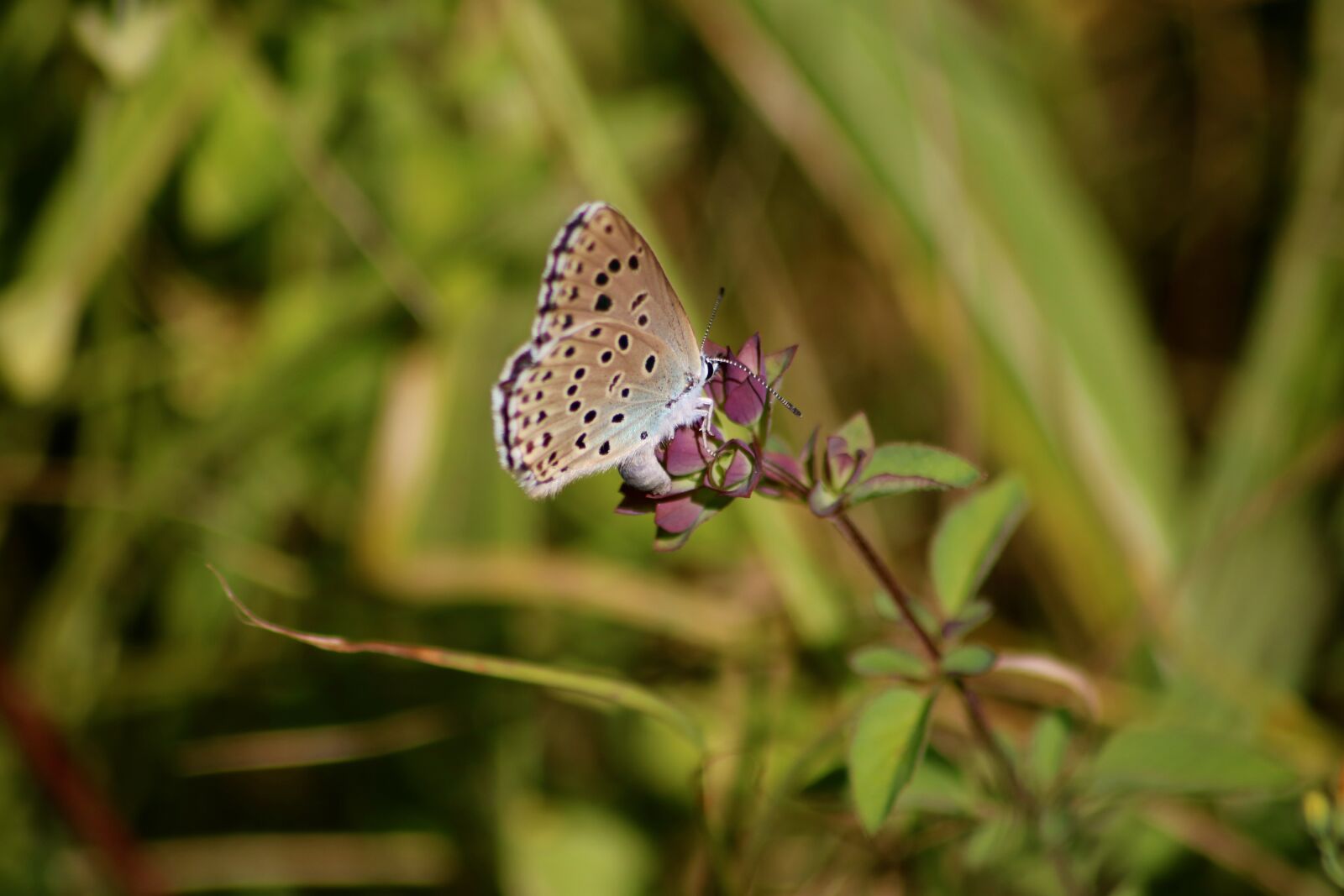 Canon EOS 750D (EOS Rebel T6i / EOS Kiss X8i) sample photo. Small blue butterfly, cupido photography