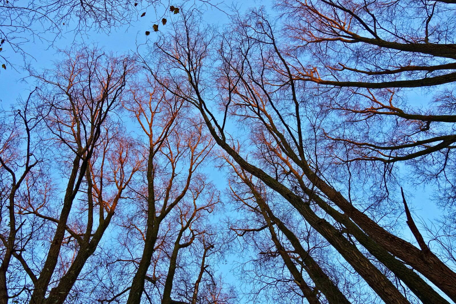 Sony Cyber-shot DSC-RX100 sample photo. Tree tops, tree trunks photography