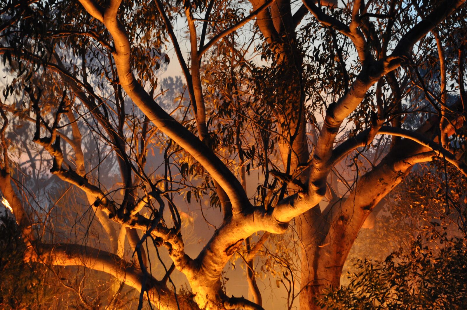 Nikon D90 sample photo. Fire, nature, bush fires photography