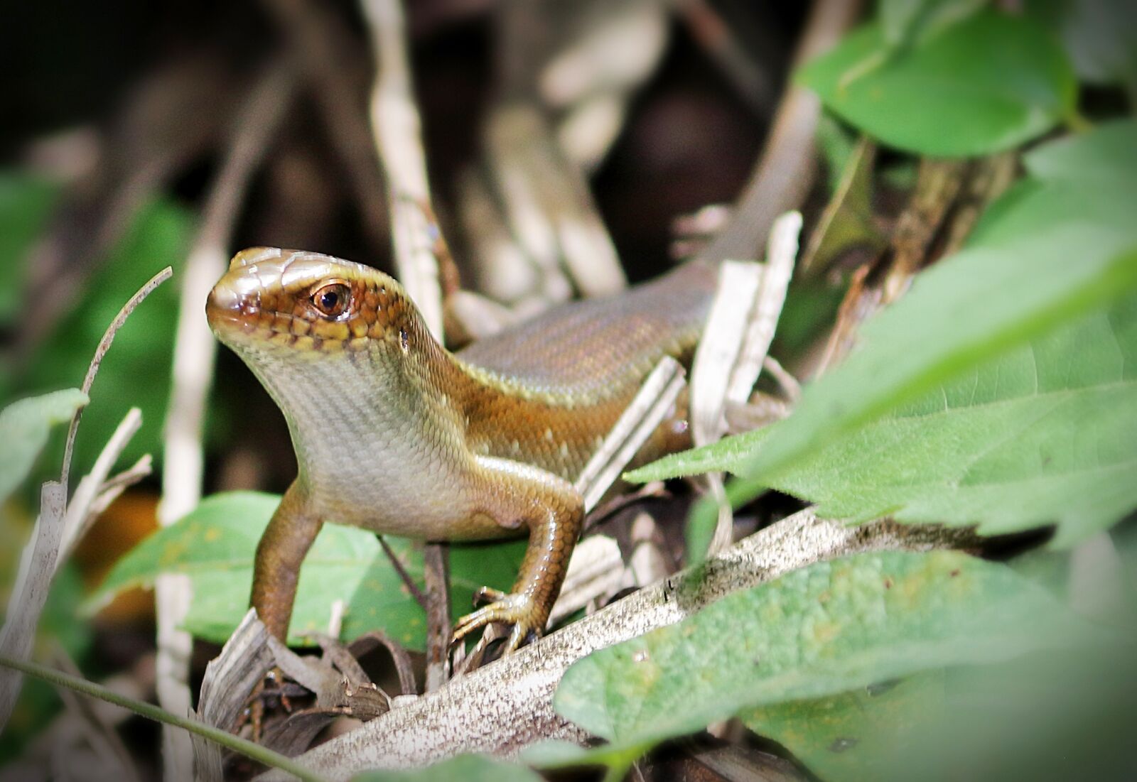 Canon EOS 700D (EOS Rebel T5i / EOS Kiss X7i) sample photo. Lizard, search, eating photography