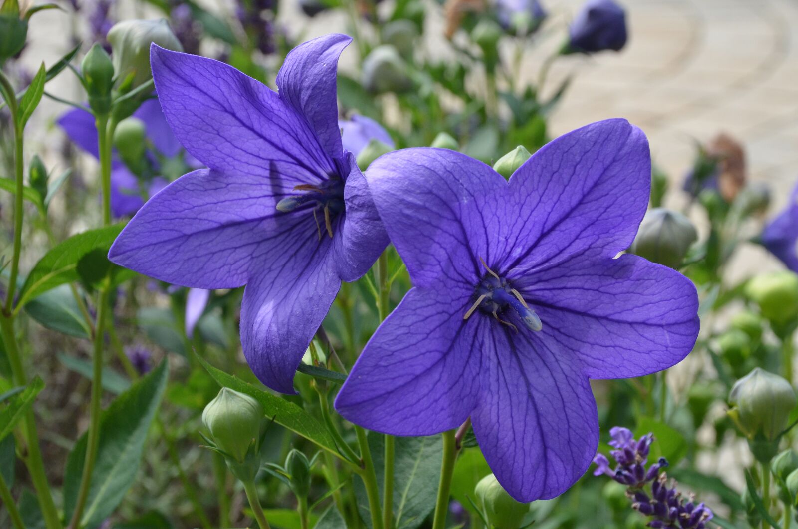 Nikon D5100 sample photo. Balloon flower, chinese bellflower photography