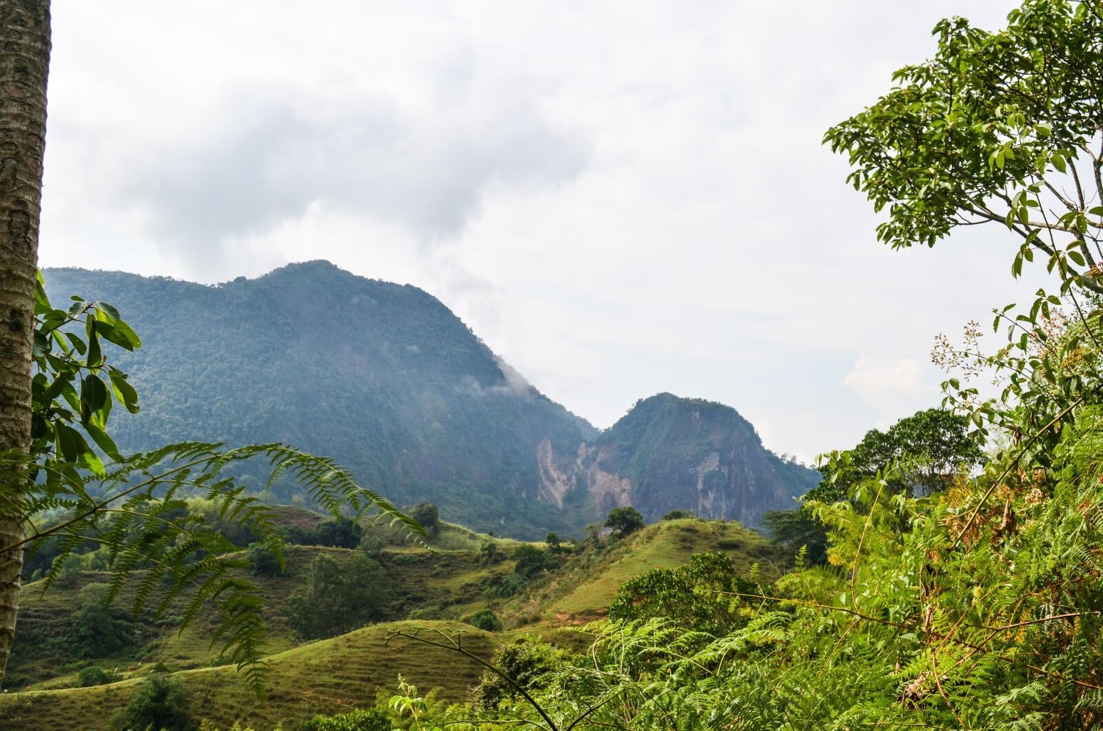 Nikon D5100 sample photo. Tree, field, mountain photography