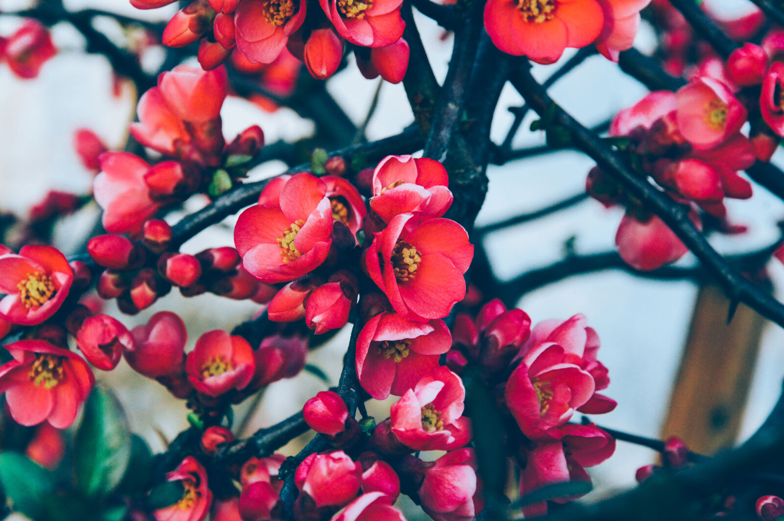 Nikon D3200 sample photo. Bloom, blossom, branches, flora photography