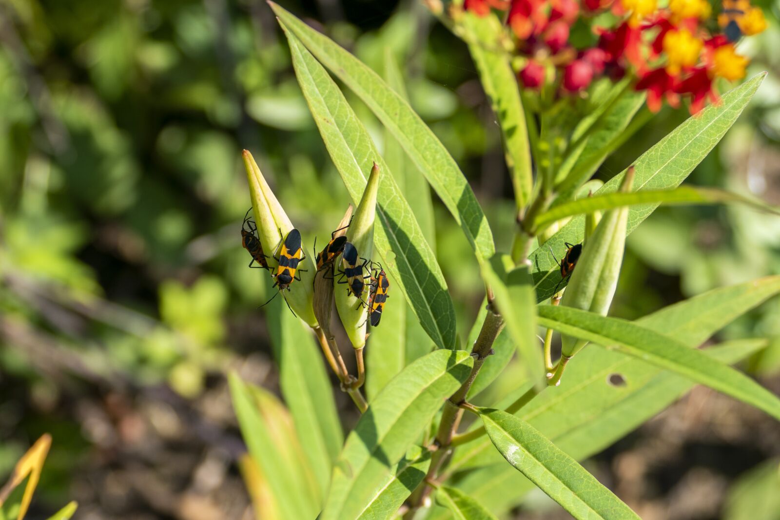 Panasonic Lumix DMC-FZ1000 sample photo. Milkweed, bugs, insects photography