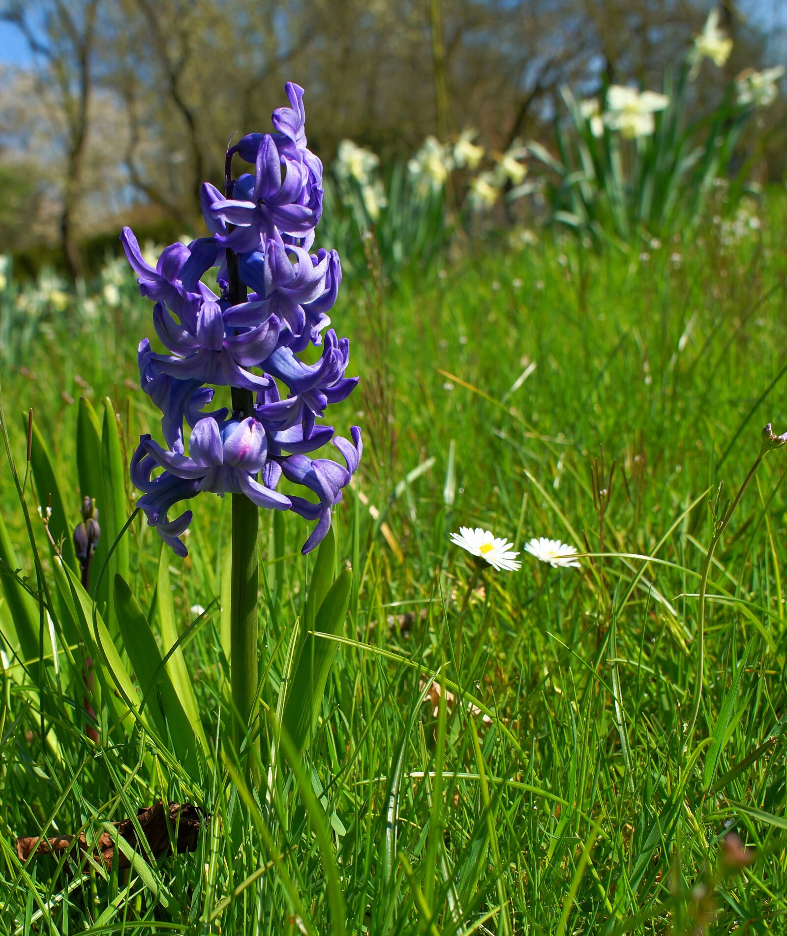 24mm F2.8 sample photo. Hyacinth, flower, blossom photography