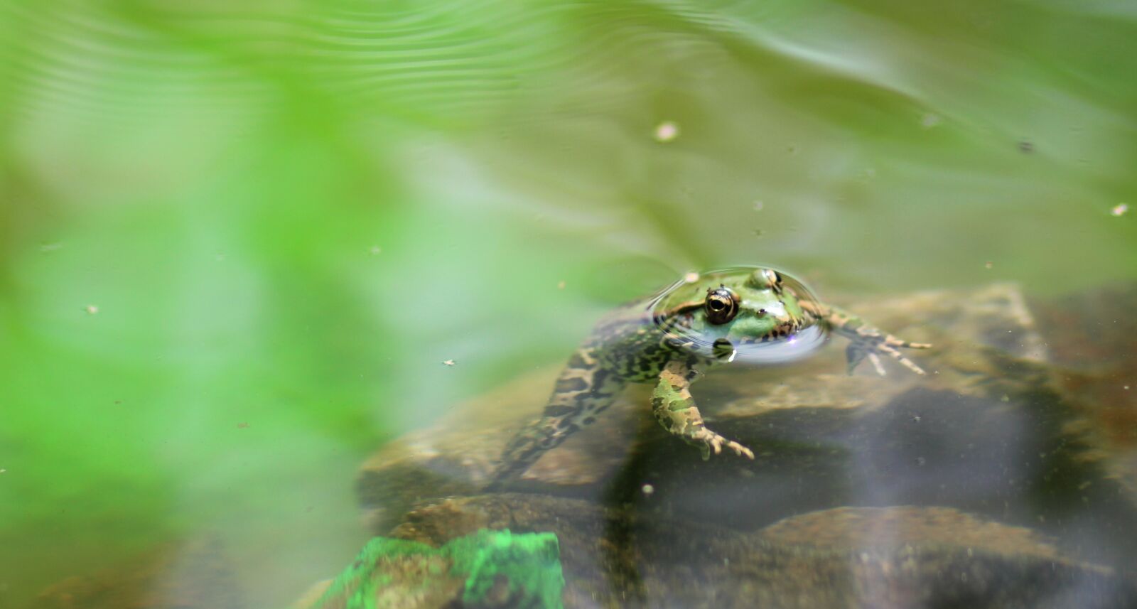 Canon EOS 700D (EOS Rebel T5i / EOS Kiss X7i) + Canon EF 85mm F1.8 USM sample photo. Frog, green, lake photography
