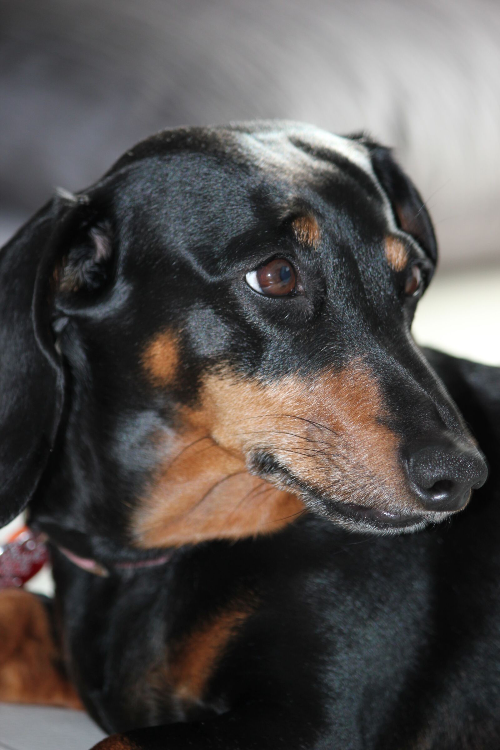 Canon EOS 550D (EOS Rebel T2i / EOS Kiss X4) sample photo. Dachshund, dog, black photography