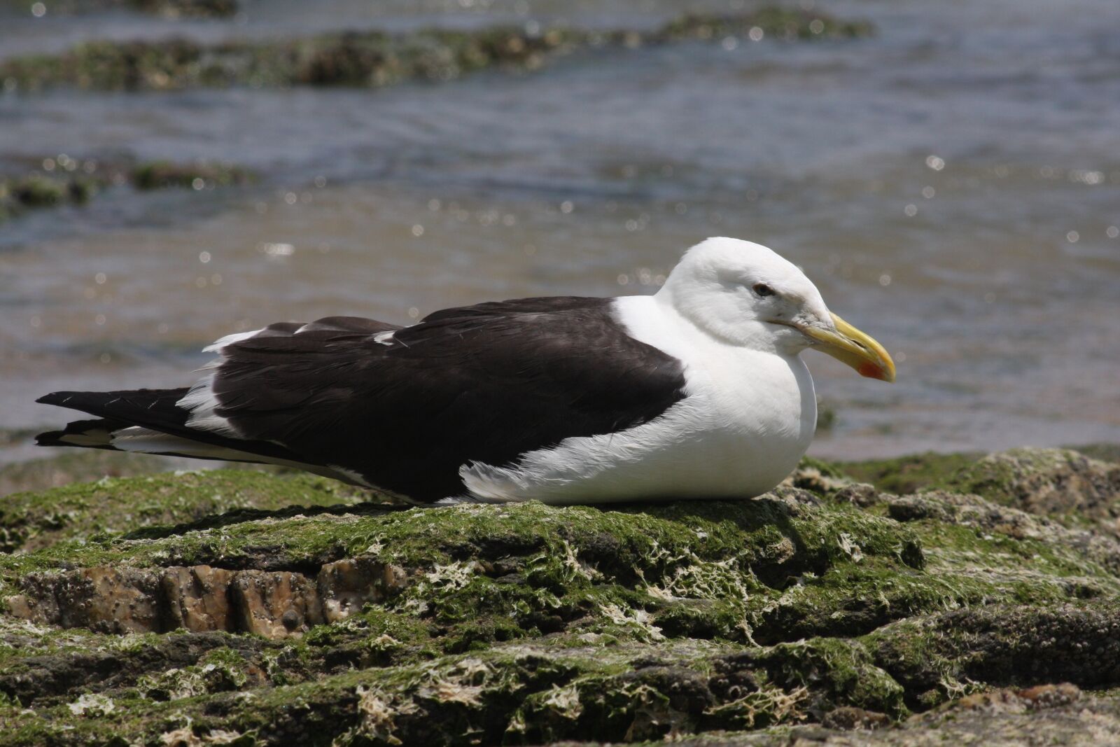 Canon EOS 40D sample photo. Nature, birds, seagull photography