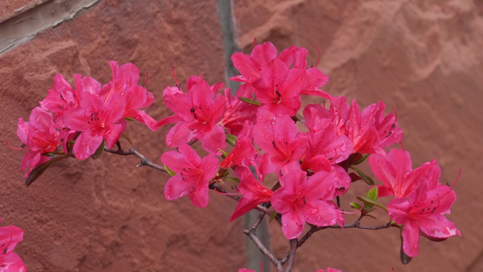 Panasonic Lumix DMC-GH3 sample photo. Flowers, nature, plants photography