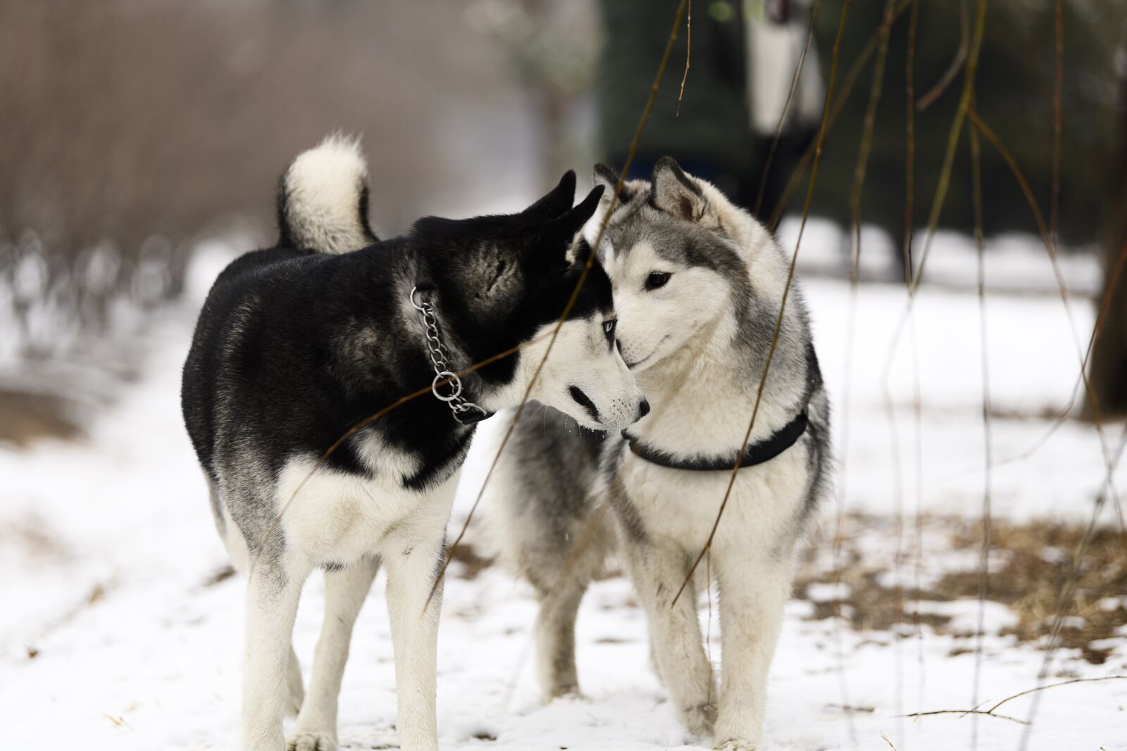 Nikon D5 sample photo. Mammal, dog, animal photography