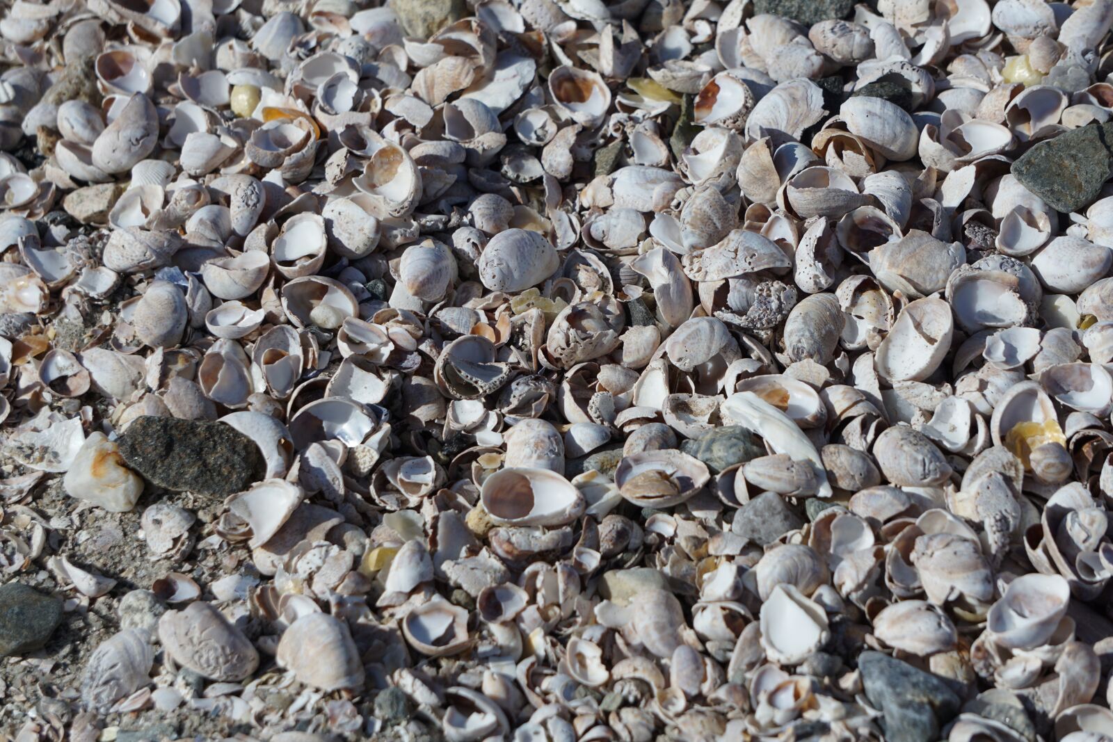 Sony E 55-210mm F4.5-6.3 OSS sample photo. Shells, wallpaper, seas photography