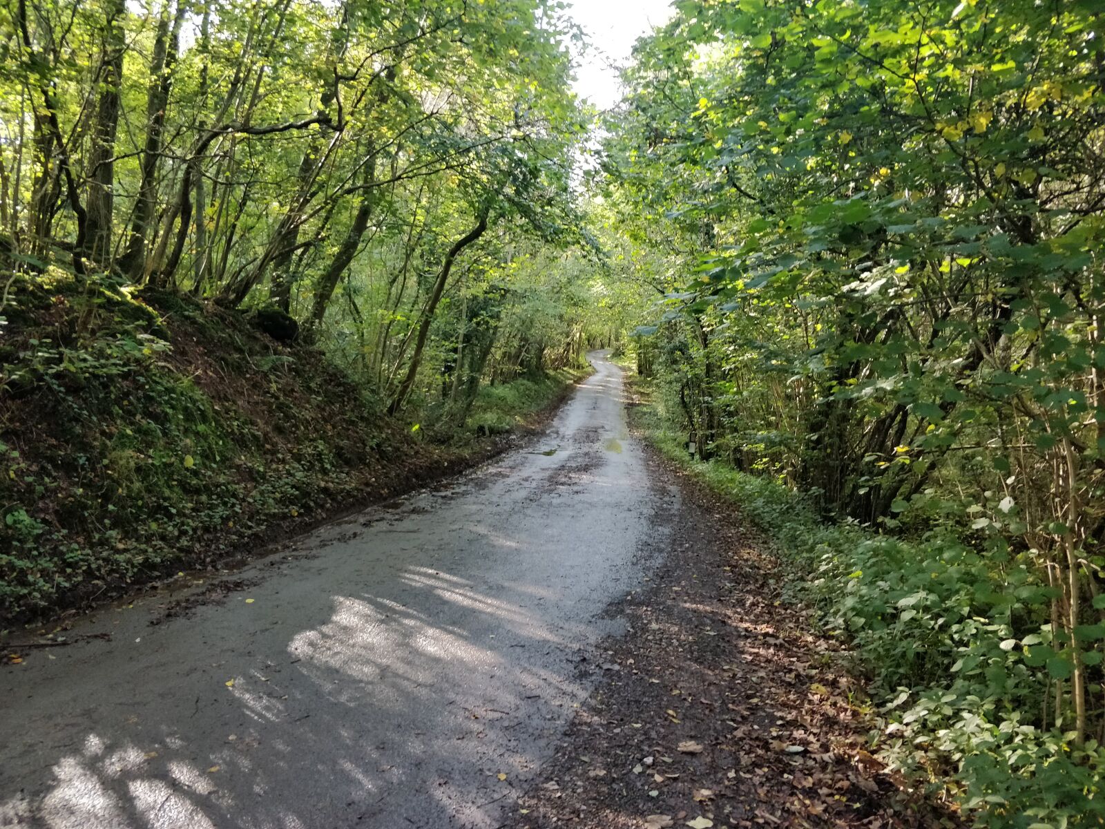 OnePlus 5 sample photo. Forest, trees, road photography
