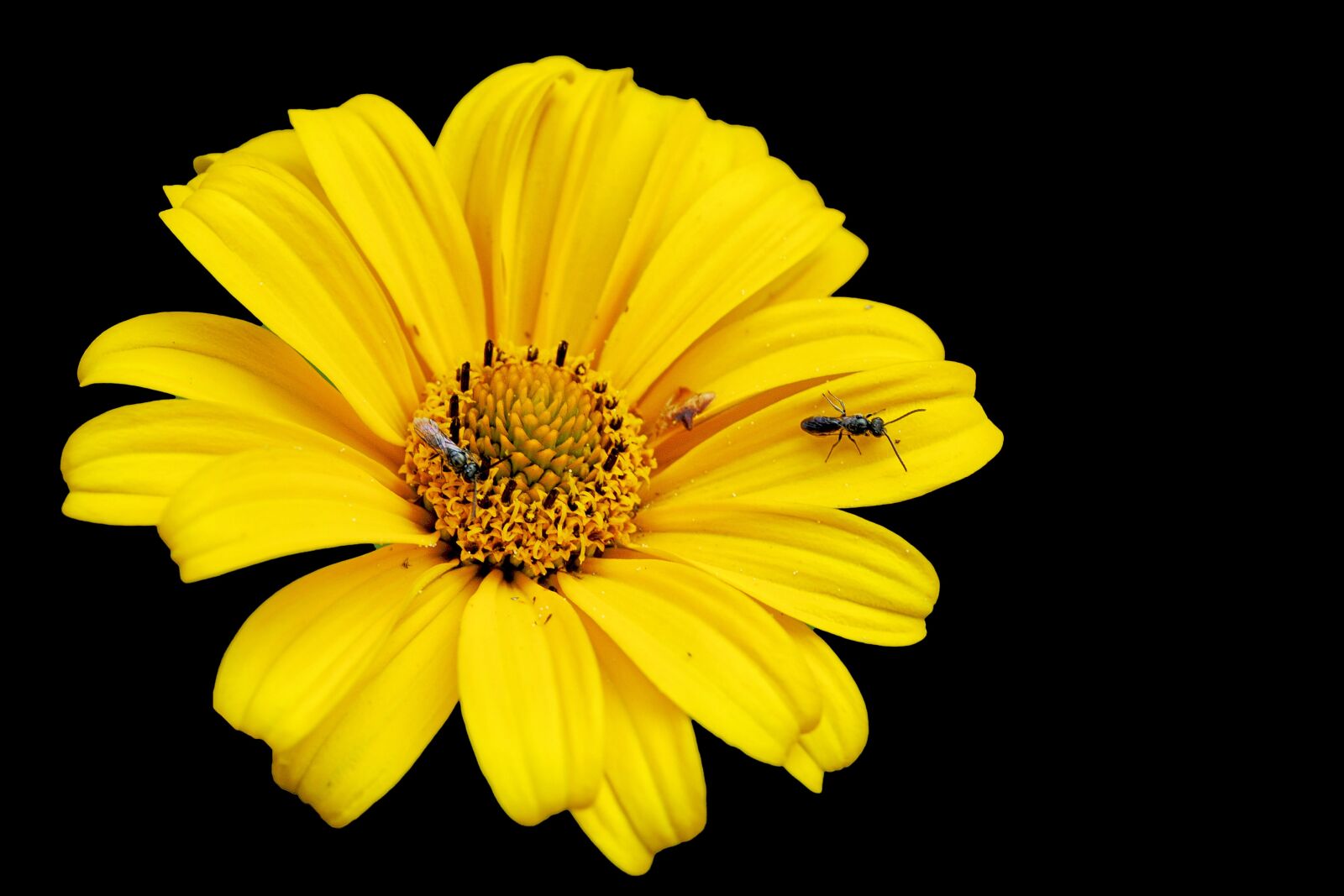Nikon D3000 sample photo. Blossom, bloom, yellow photography