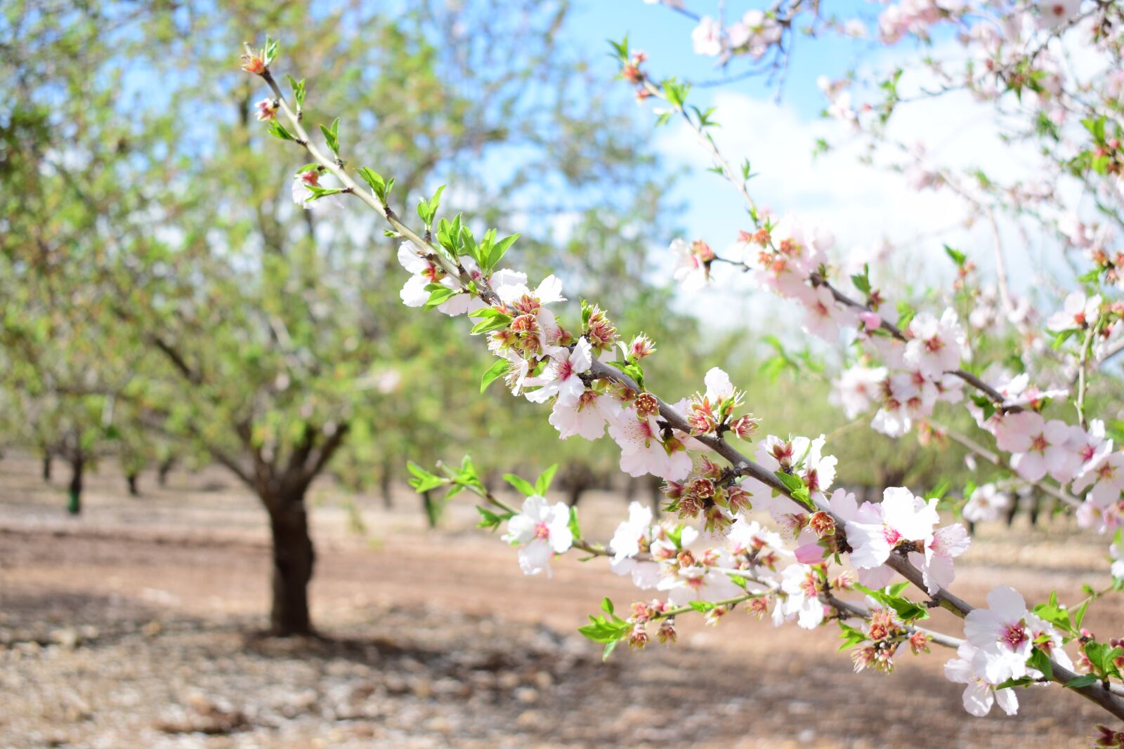 Nikon D3300 sample photo. Israel, spring, nature photography