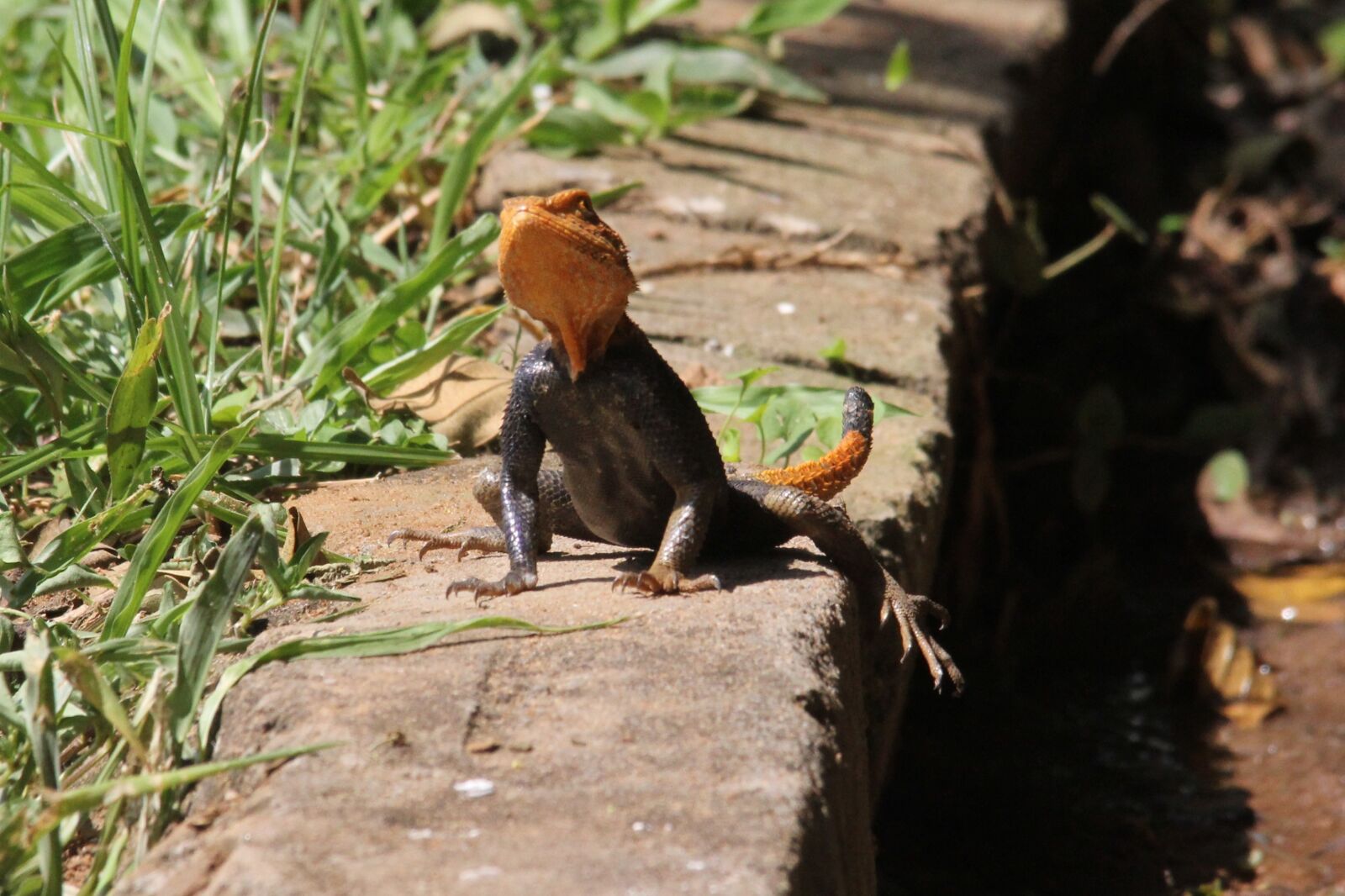 Canon EOS 60D sample photo. Attention, red, headed photography