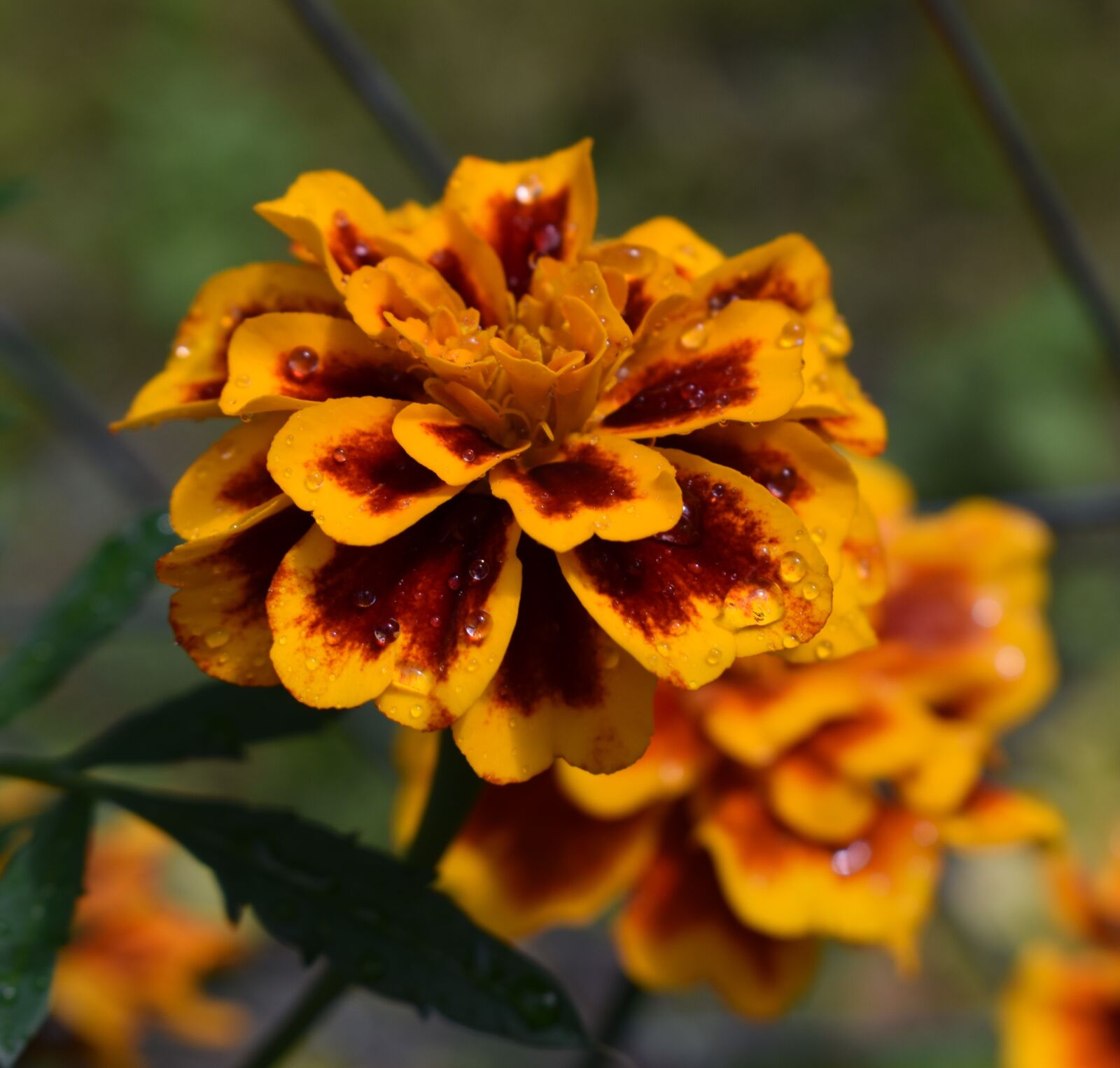 Nikon D3500 sample photo. Marigold, rain drops, wet photography