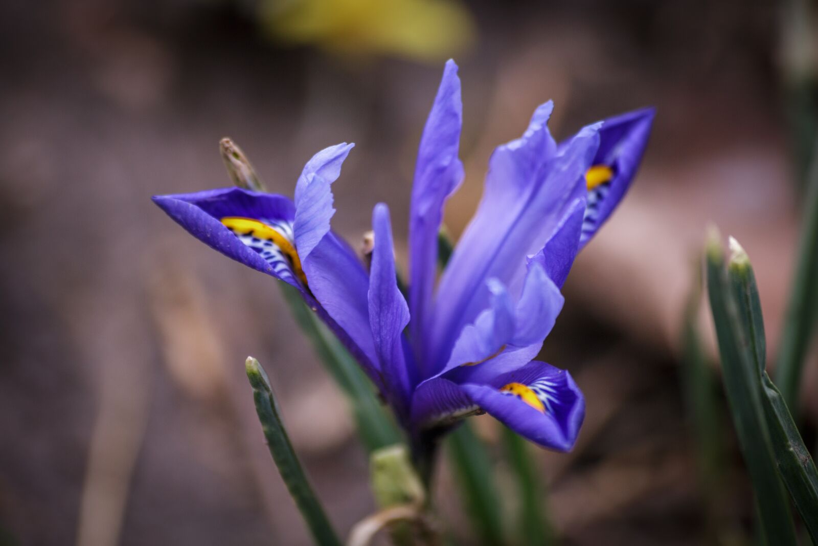 Canon EOS 70D sample photo. Nature, flower, plant photography
