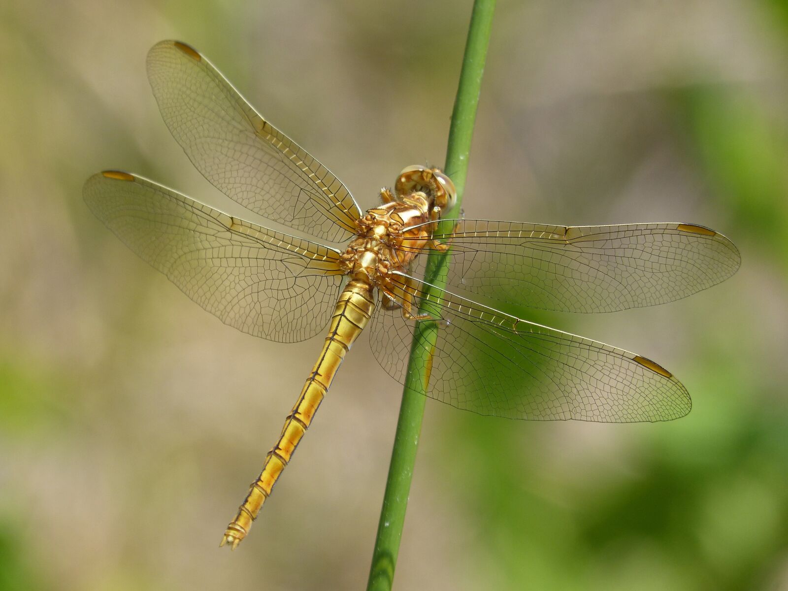Panasonic DMC-FZ62 sample photo. Dragonfly, golden dragonfly, sympetrum photography