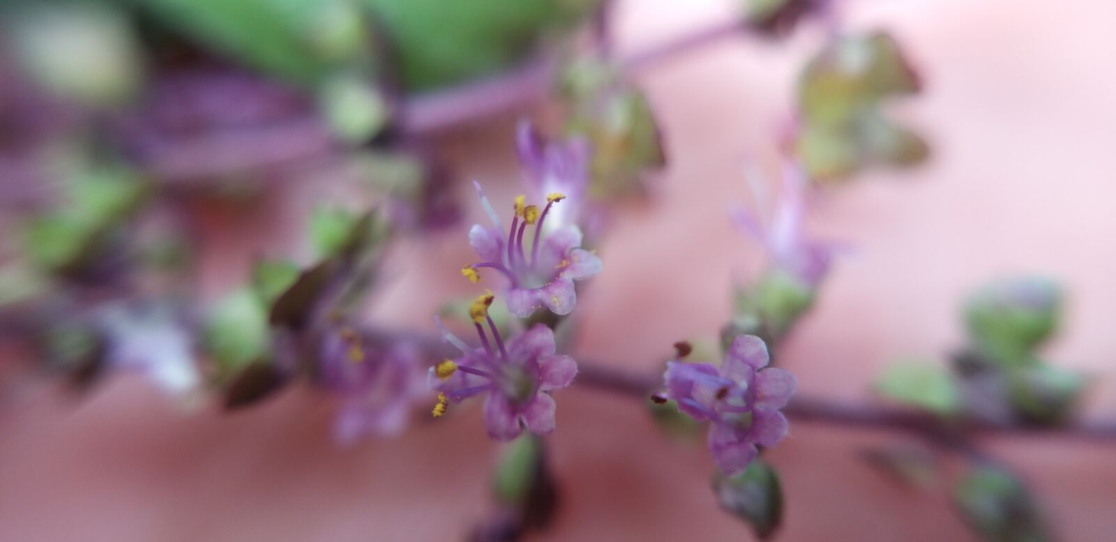 Samsung Galaxy A9 (2018) sample photo. Chinmay phadke, nature, macrophotography photography