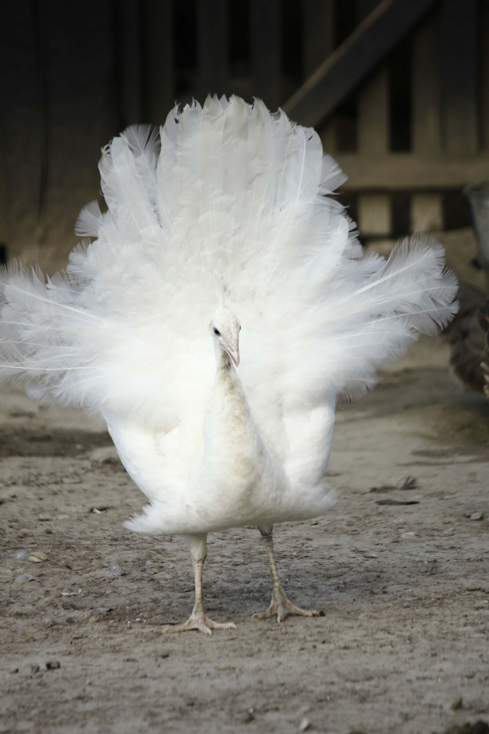 Canon EOS 550D (EOS Rebel T2i / EOS Kiss X4) + Canon EF-S 55-250mm F4-5.6 IS sample photo. Albino, peacock, feather, poultry photography