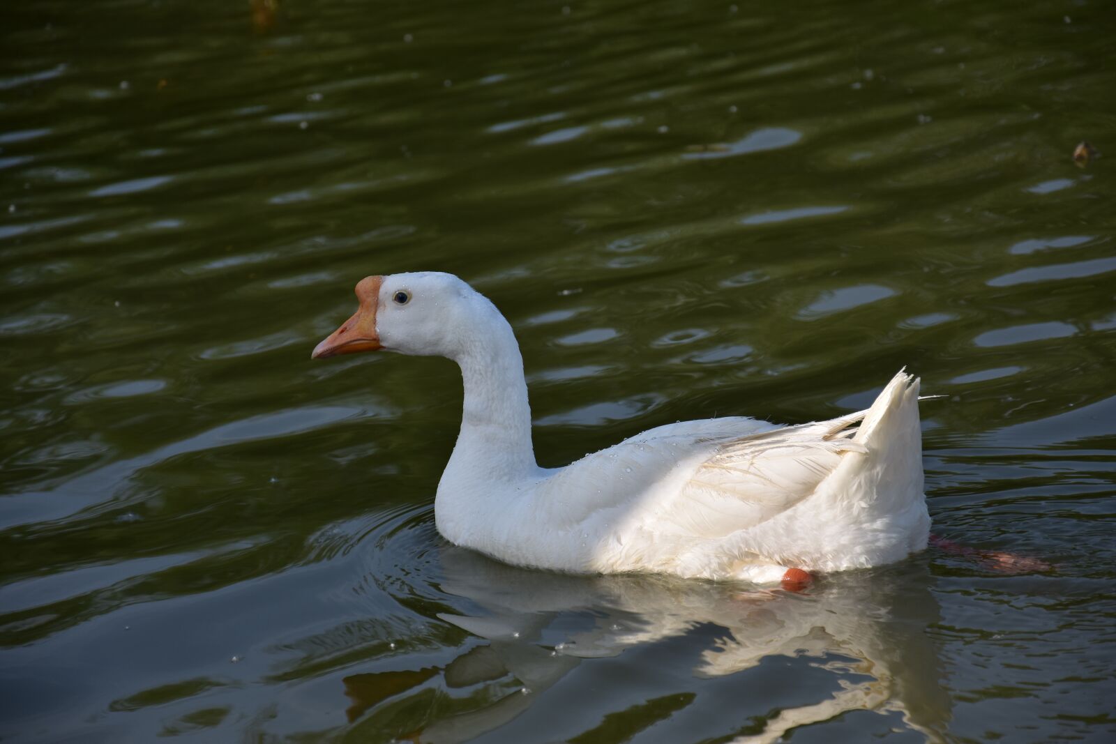 Nikon D7200 sample photo. Animal, goose, feather photography