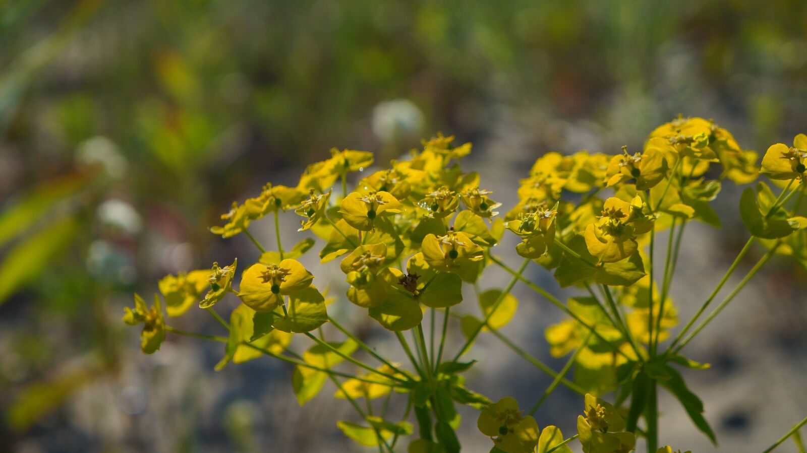 Sony Alpha a3000 + Sony E 18-55mm F3.5-5.6 OSS sample photo. Nature, plants, yellow photography