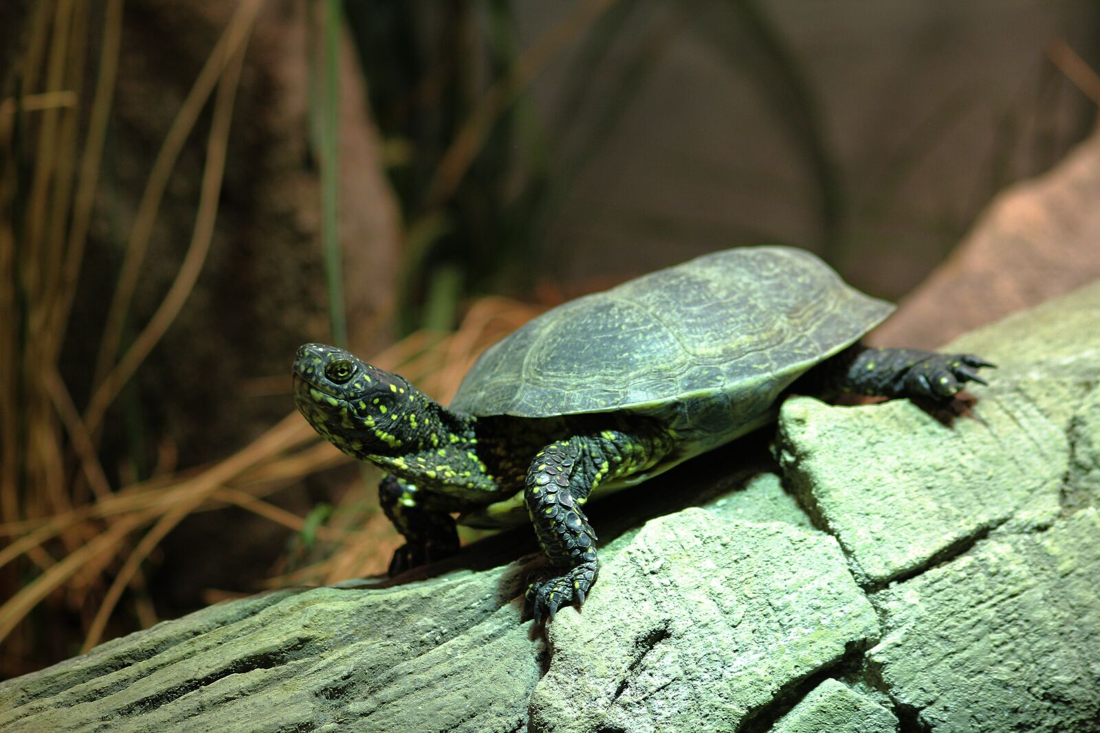 Canon EOS 600D (Rebel EOS T3i / EOS Kiss X5) sample photo. Turtle, animal nature, jungle photography