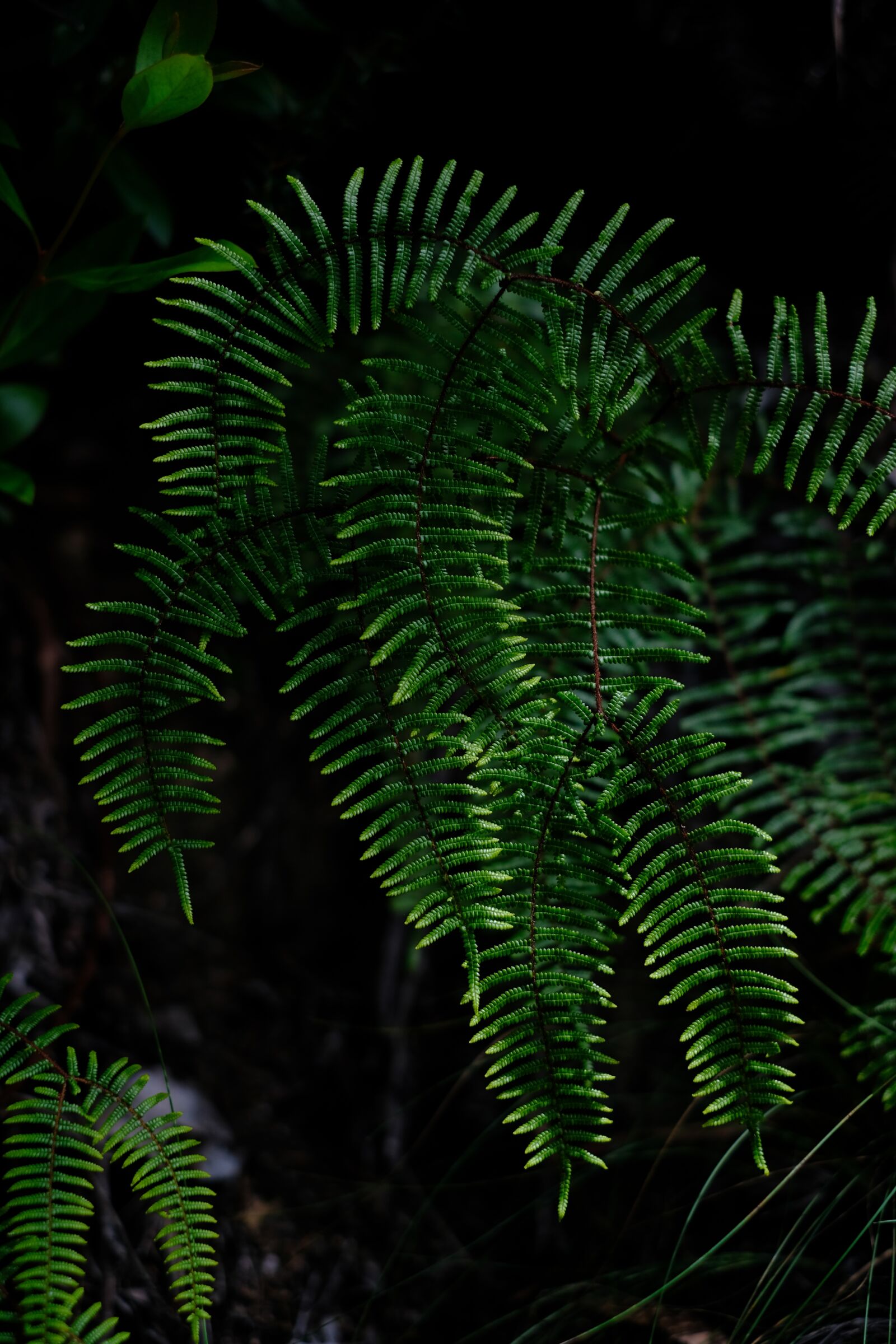 Fujifilm X-T2 + Fujifilm XF 35mm F1.4 R sample photo. Fern, plant, green photography