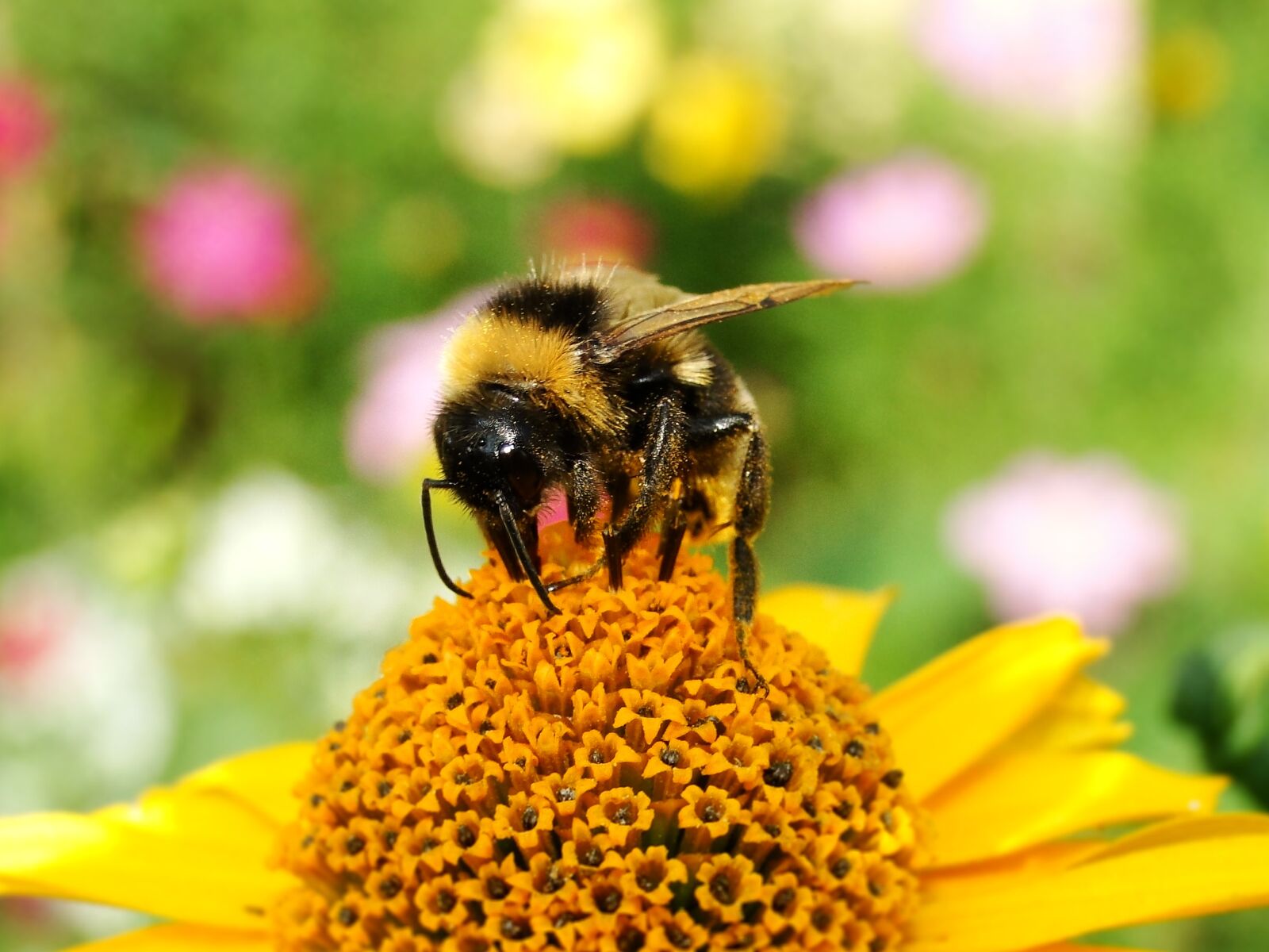 Sony Cyber-shot DSC-HX1 sample photo. Animal, insect, bumblebee gas photography