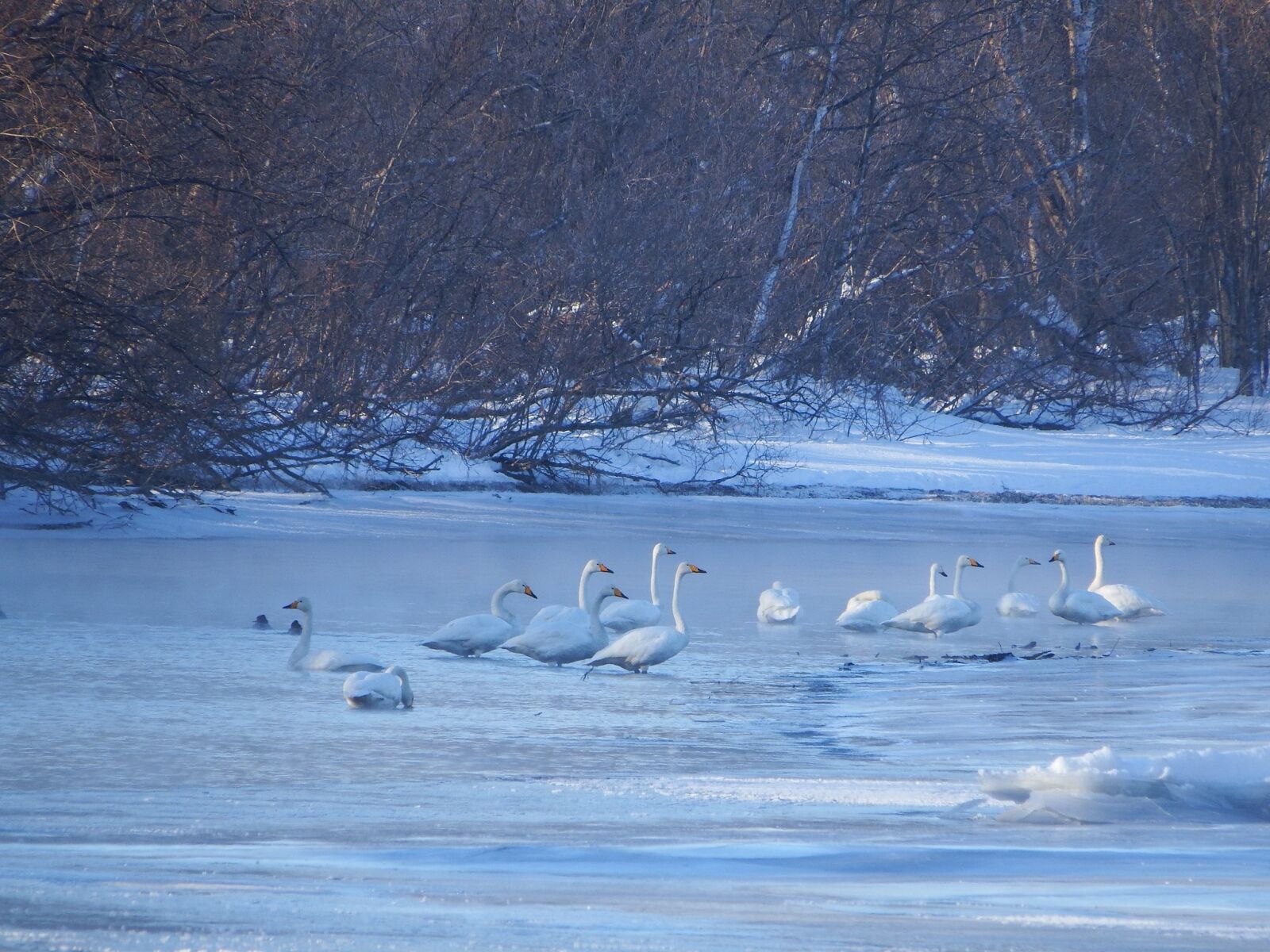 Fujifilm FinePix S1 sample photo. The wild swans, the photography