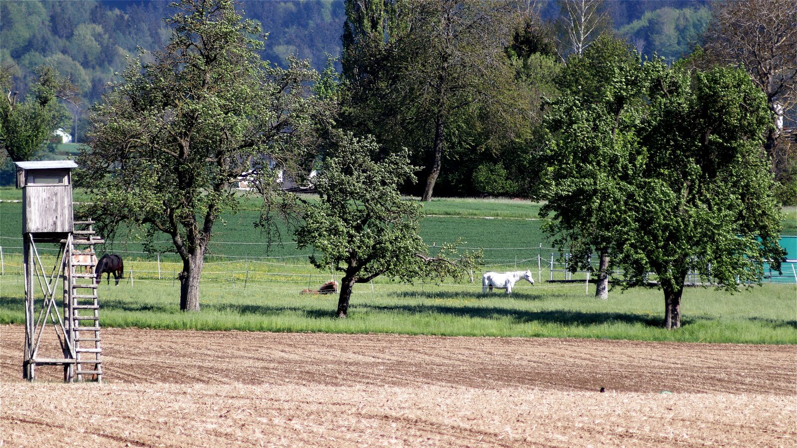 Canon EF 100-300mm F4.5-5.6 USM sample photo. Horses, fruit trees, horse photography