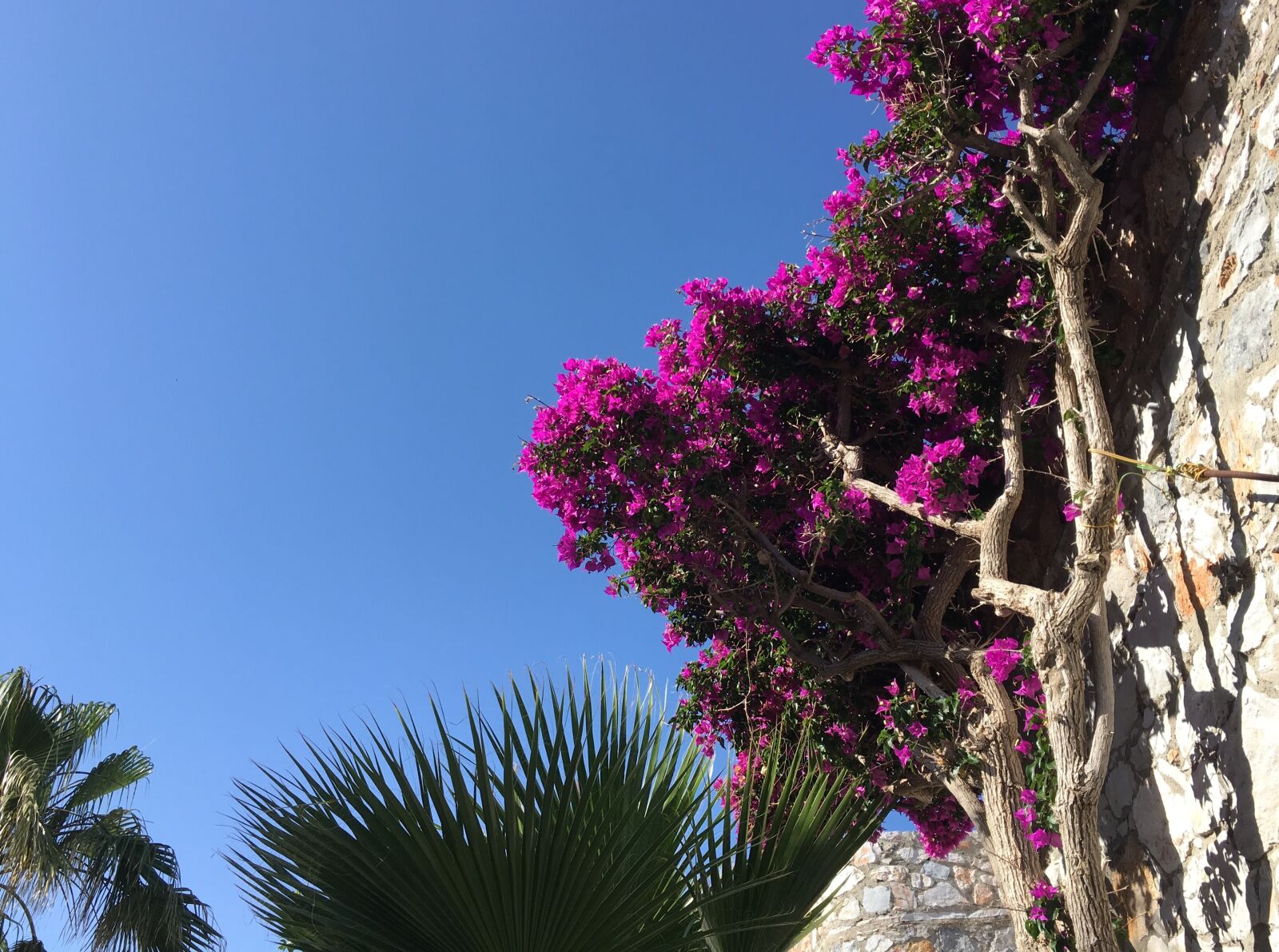 Apple iPhone 6s sample photo. Flowers, crete, spring photography