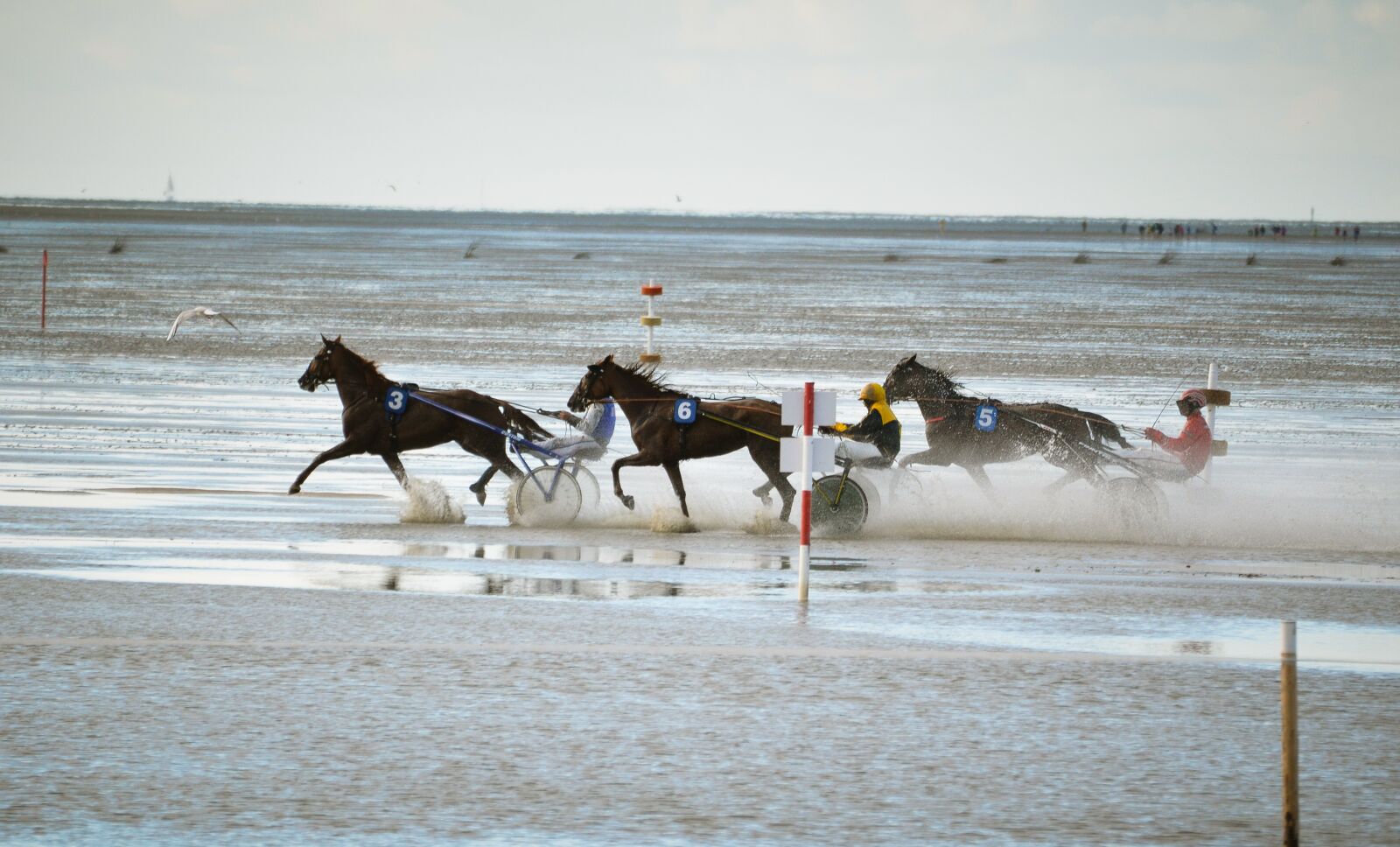 Nikon D7000 sample photo. Horses, watts race, north photography