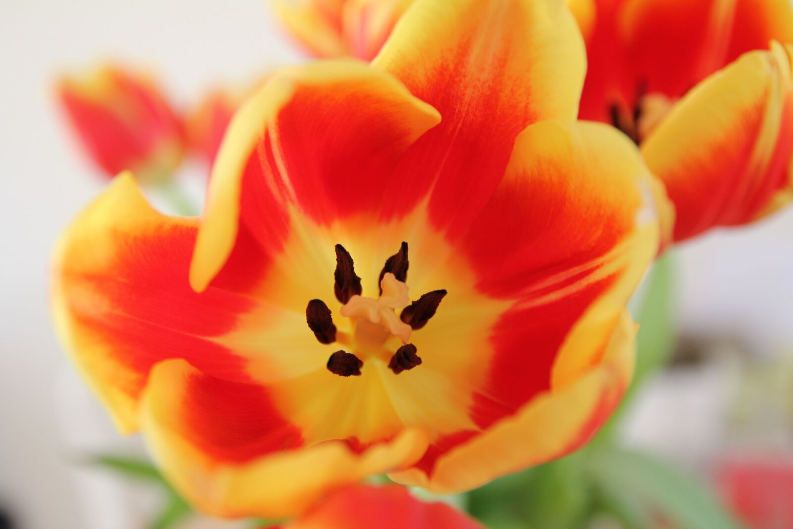 Canon EOS 550D (EOS Rebel T2i / EOS Kiss X4) sample photo. Tulip, flower, spring photography