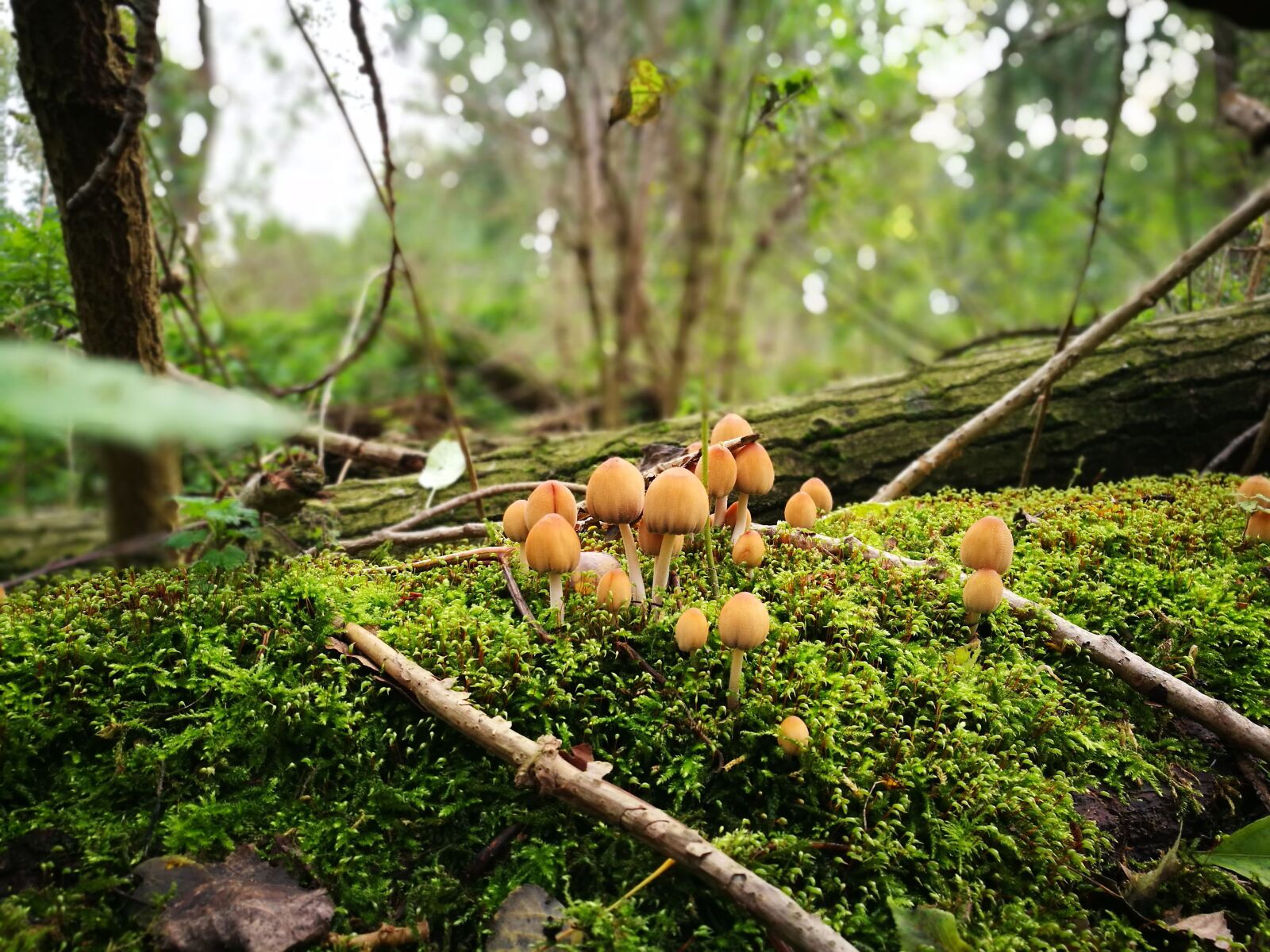 HUAWEI P9 sample photo. Mushrooms, autumn, forest photography