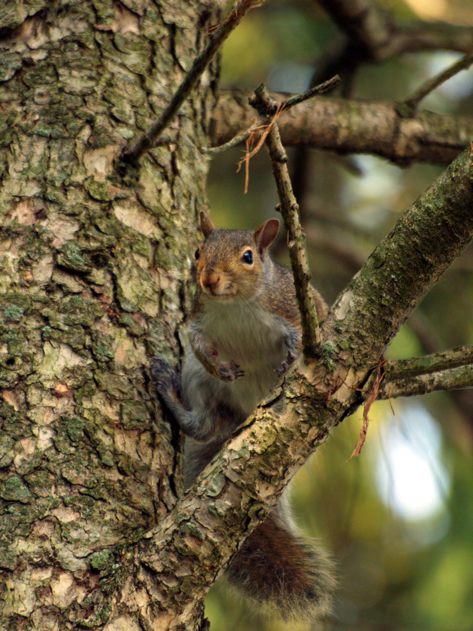 Olympus E-500 (EVOLT E-500) sample photo. Animals, nature, squirrel, trees photography