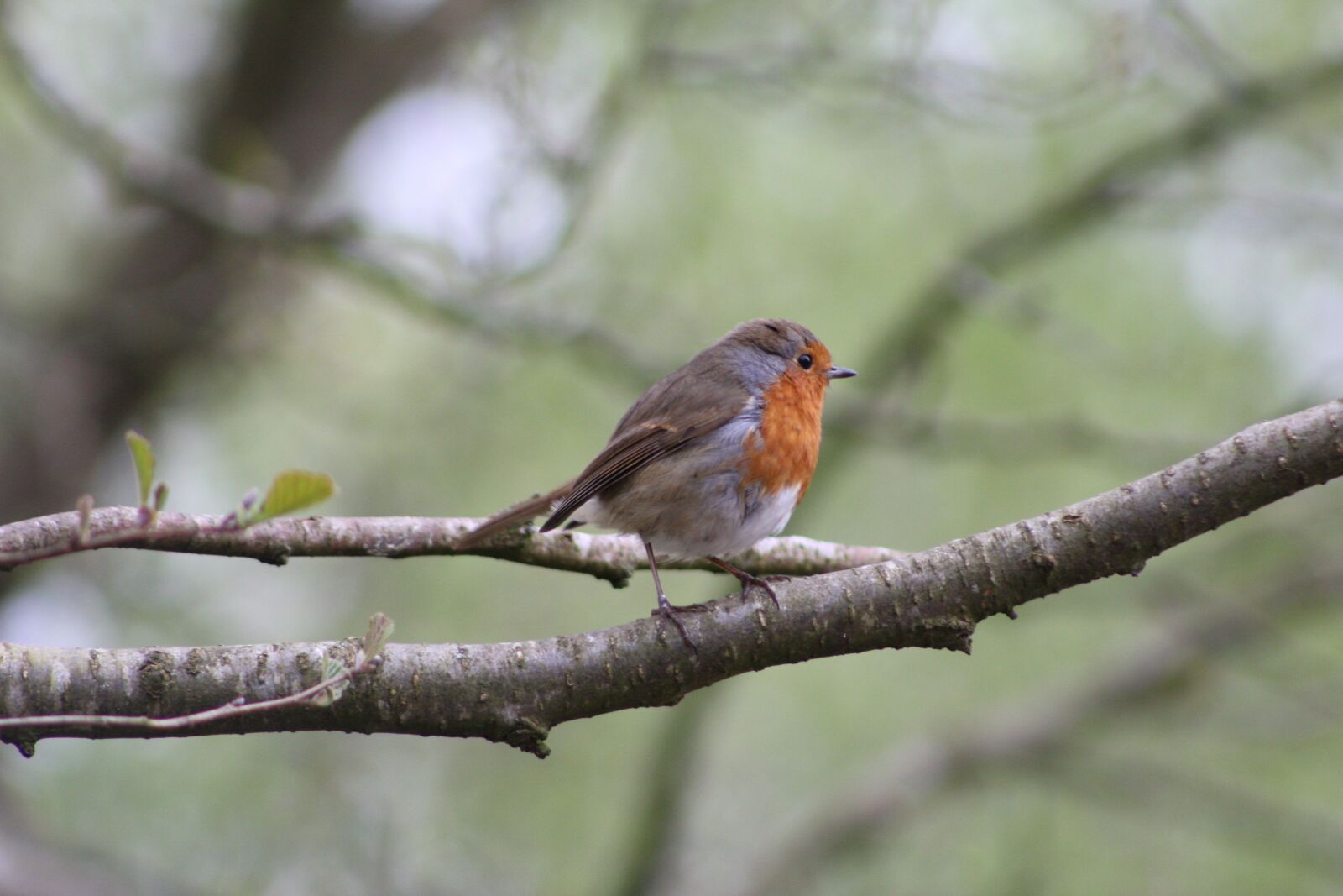 Canon EOS 550D (EOS Rebel T2i / EOS Kiss X4) sample photo. Bird, robin, feather photography